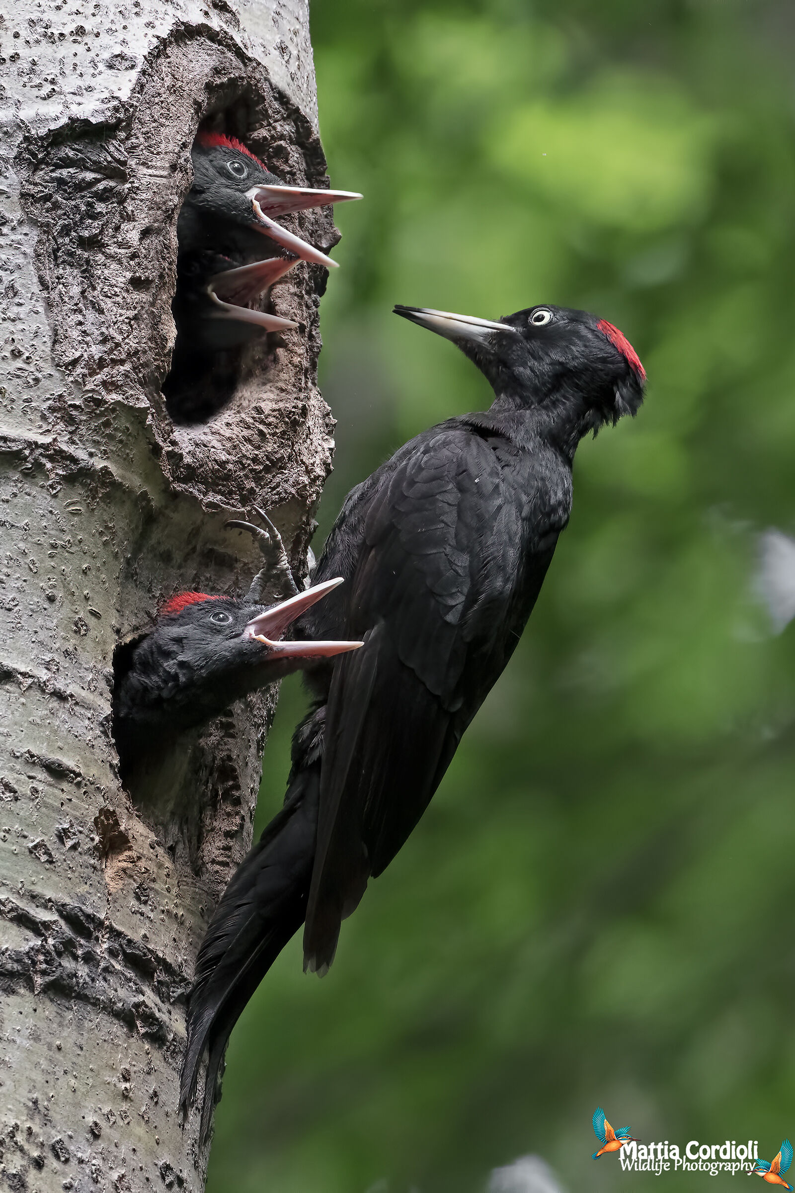 Black woodpecker