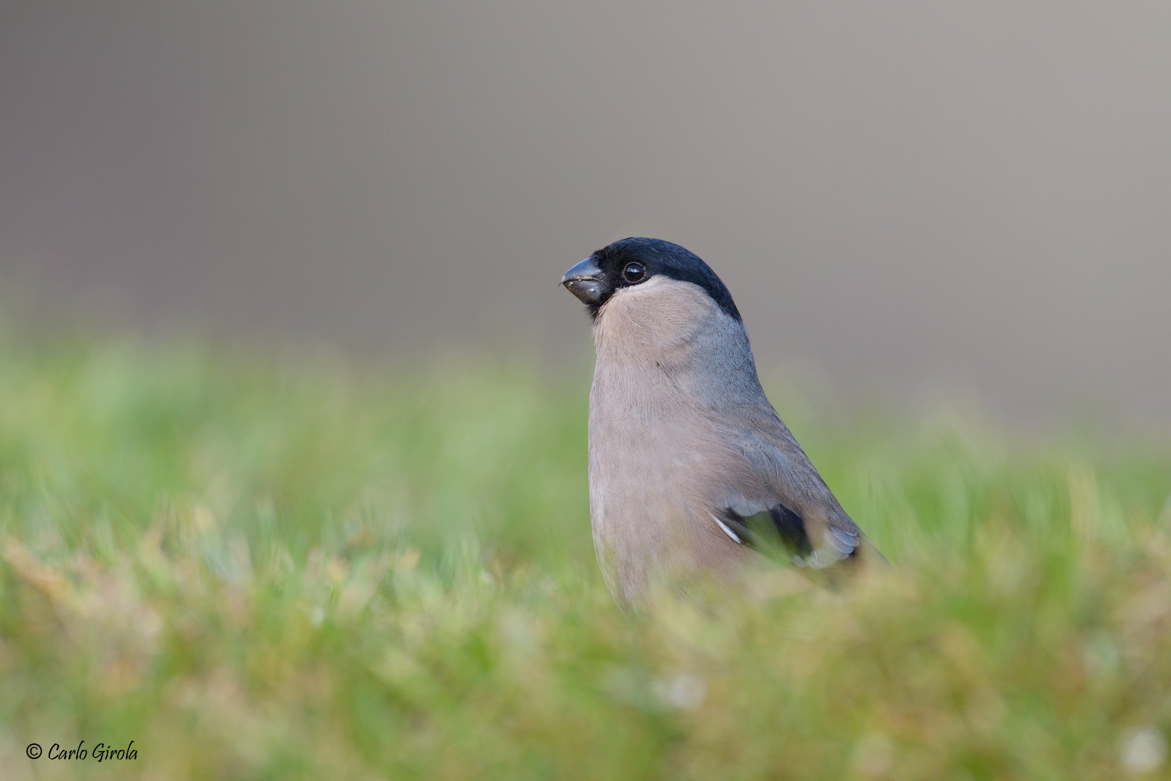 Ciuffolotto (Phyrrula phyrrula) - femmina