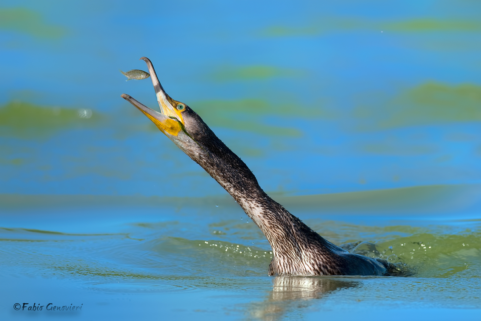 Cormorano affamato
