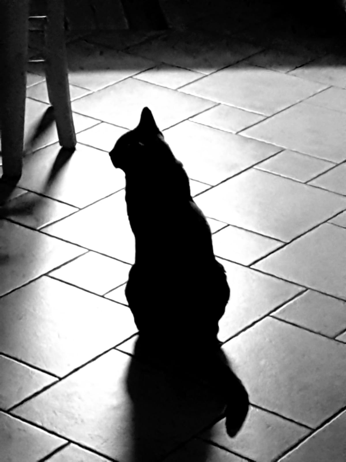 Cat in black