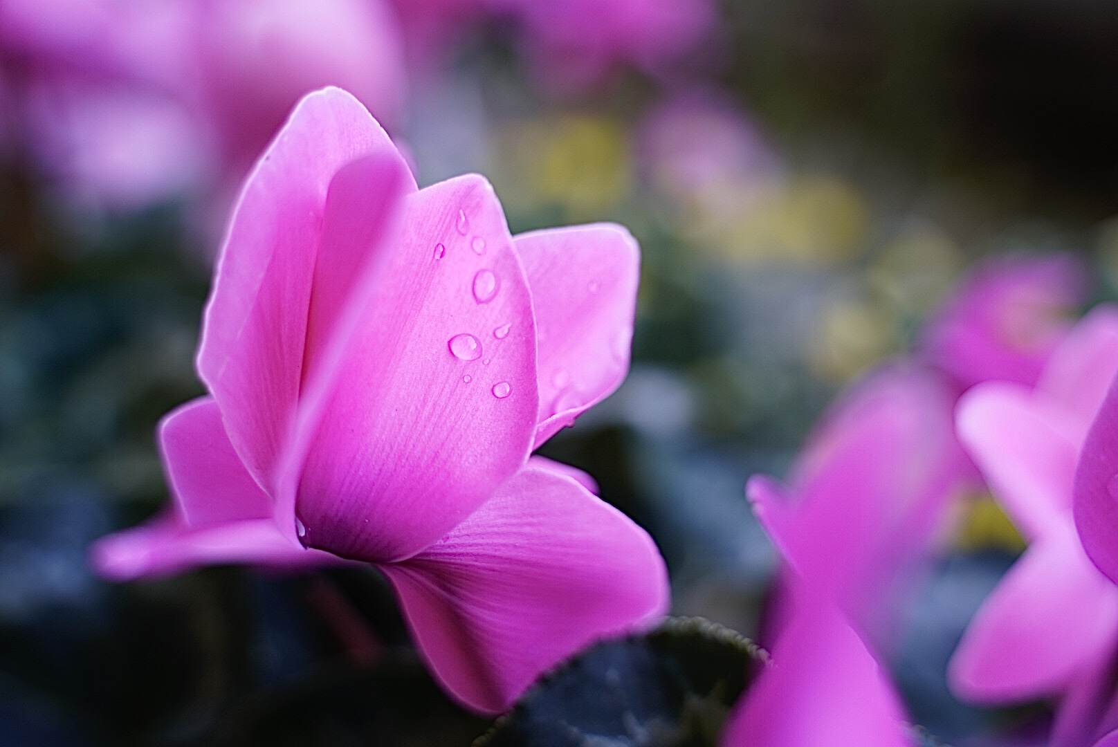 Flower, New8