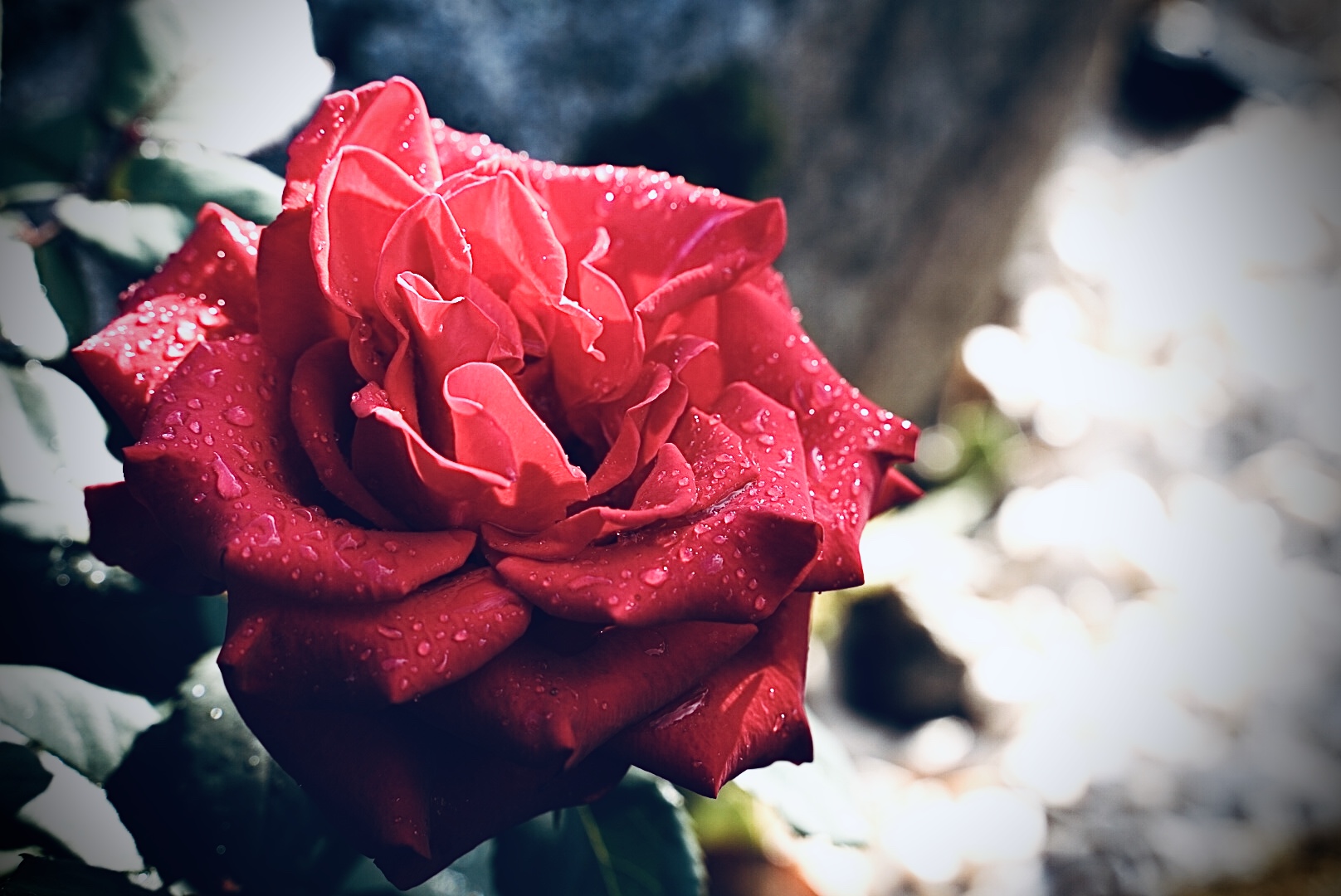 Red Rose, New1001