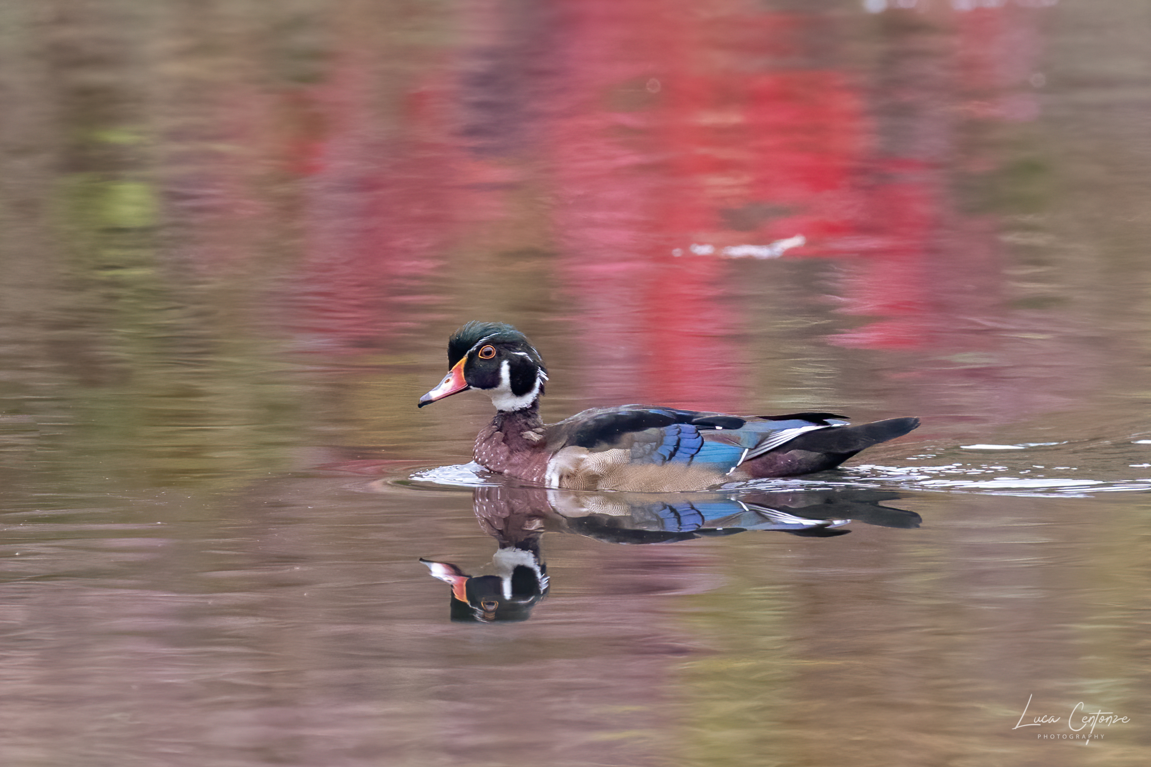 Wood Duck (Aix sponsa)