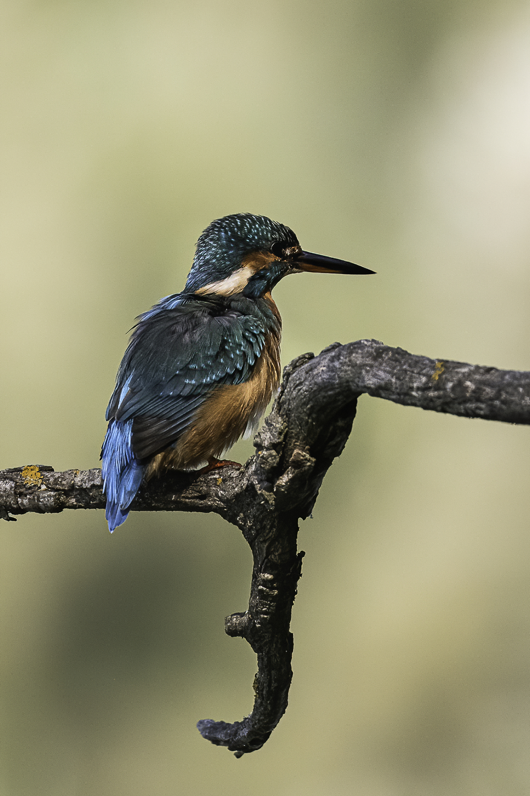 Martin pescatore n.1