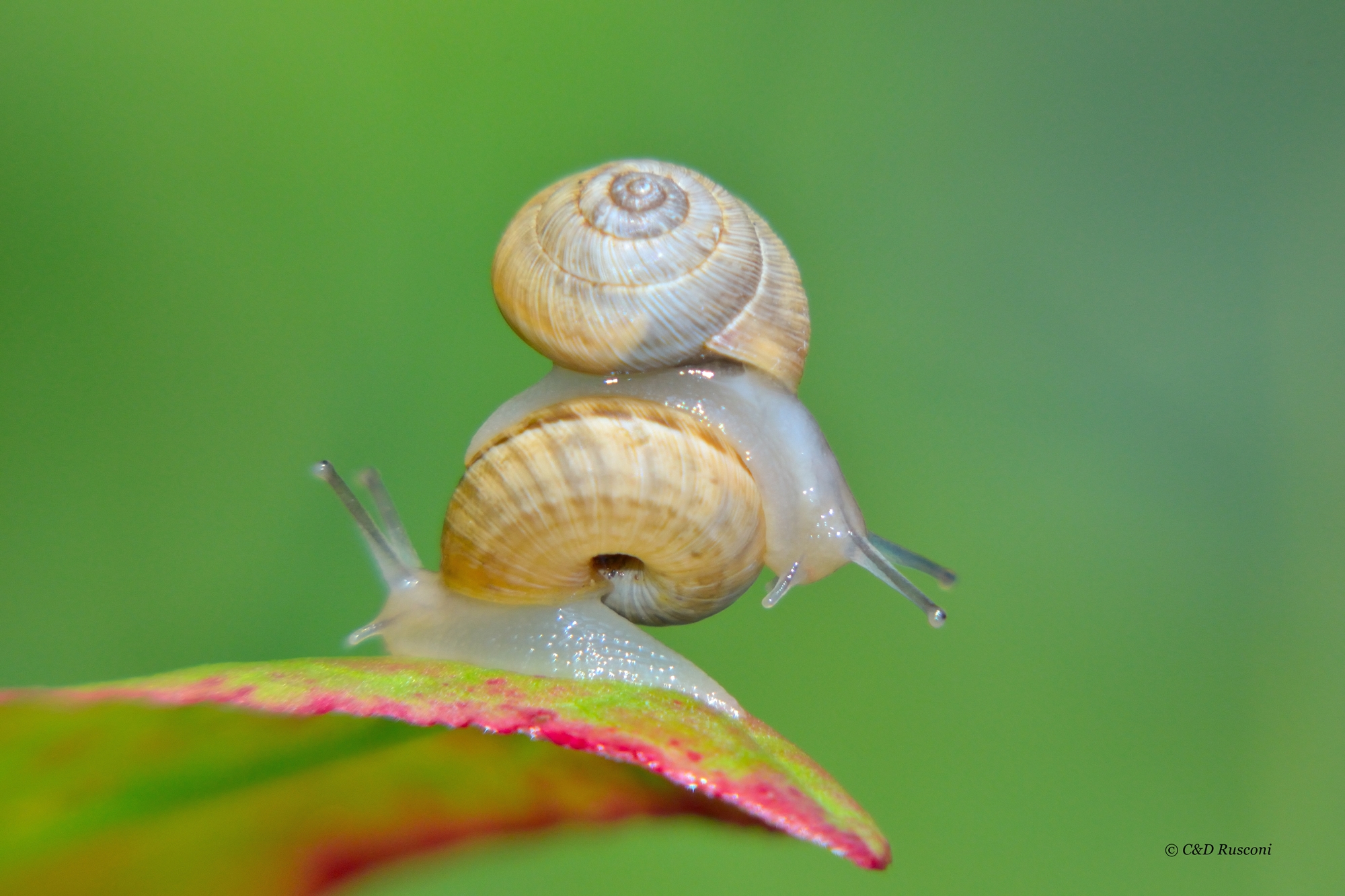 Scale to... Spiral staircase.