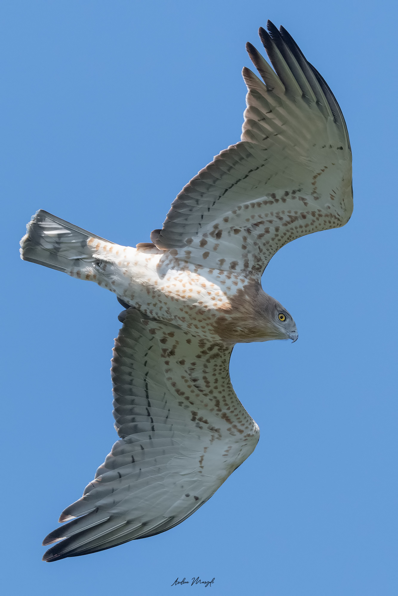 Biancone / Migrazione Autununale / Liguria