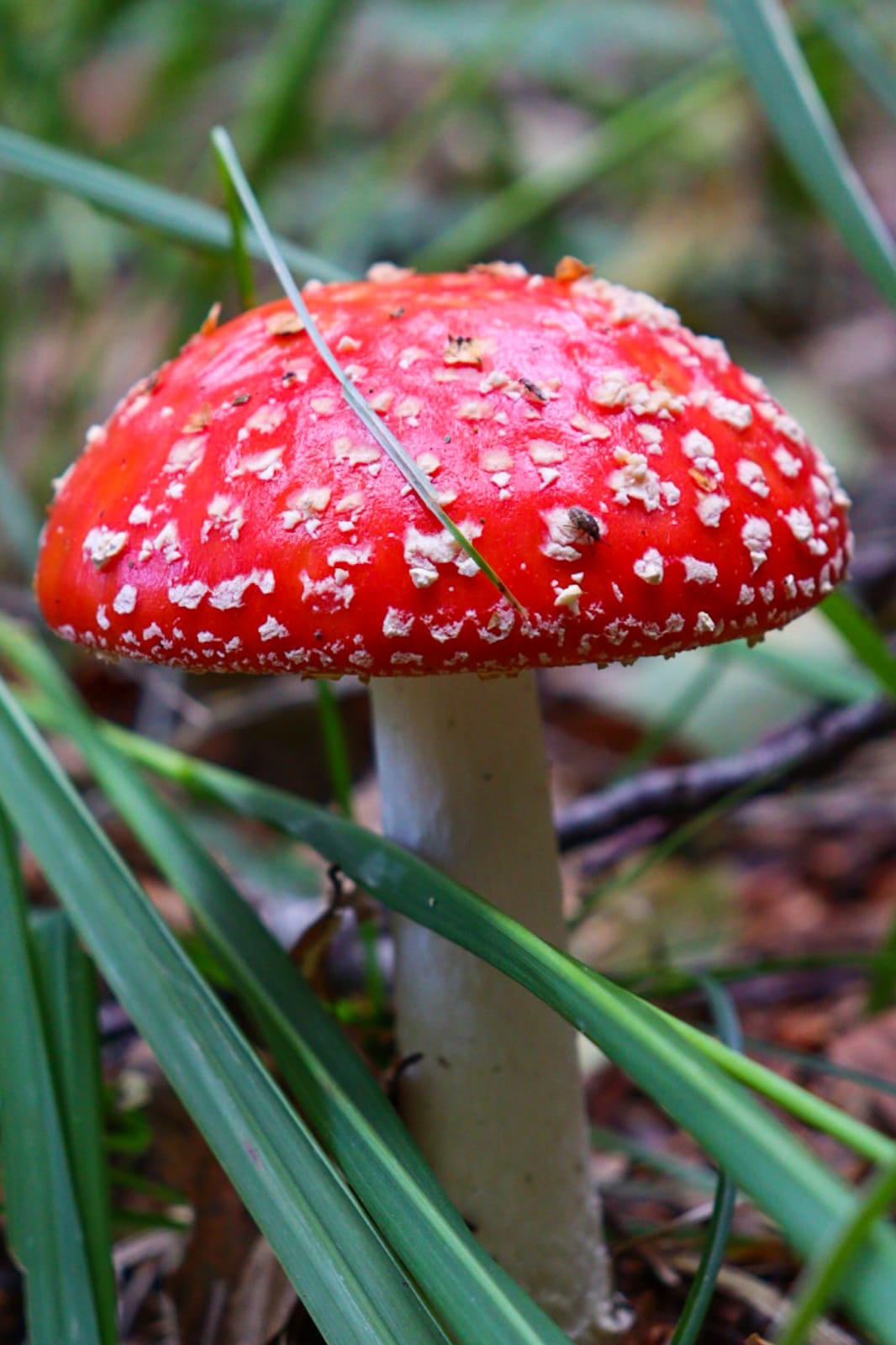 Amanita Muscaria