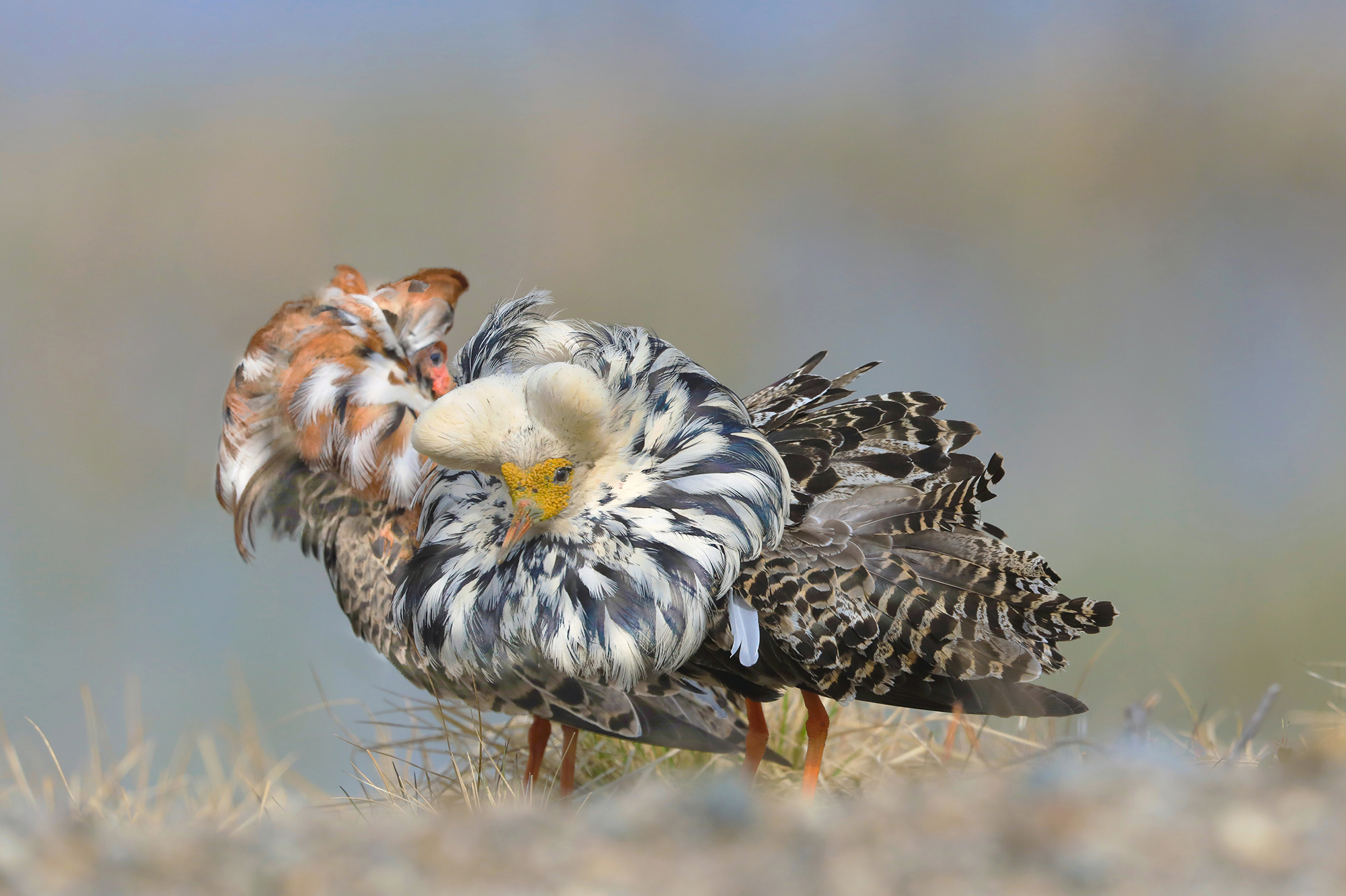 il bianco e il rosso, combattenti