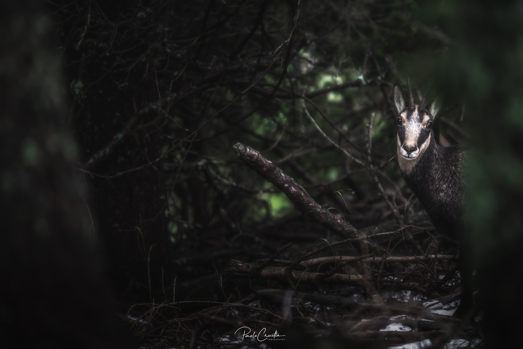 La prima neve nel bosco