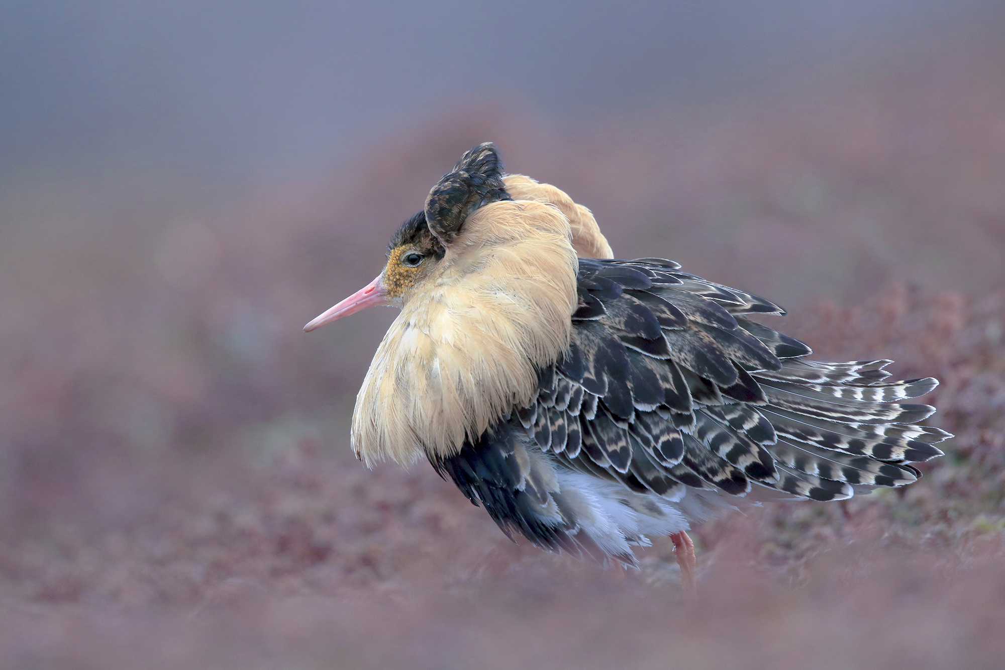 oro nella tundra, combattente