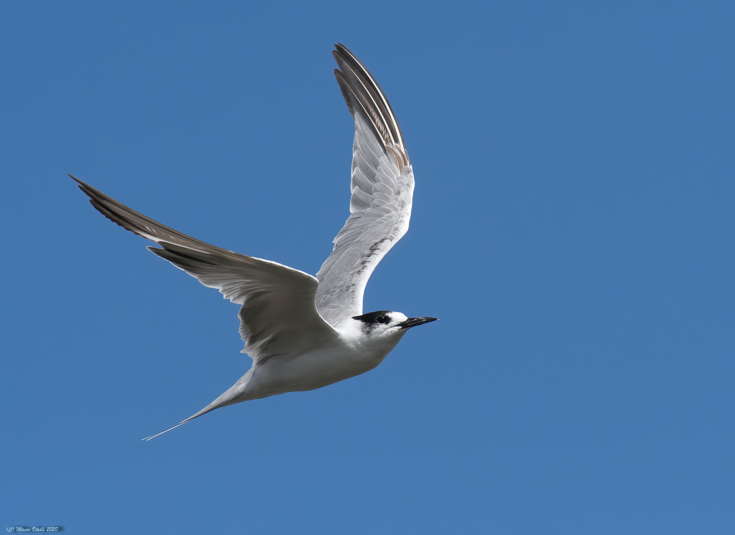 Sterna Zampenere (Gelochedilon nilotica)
