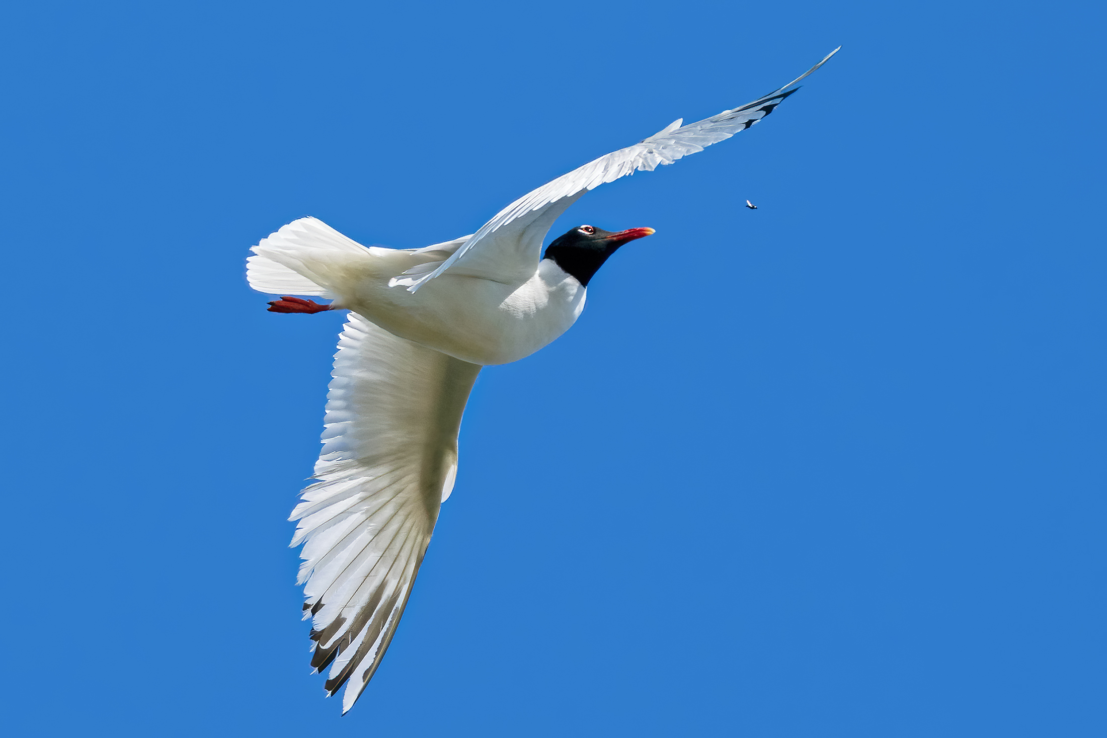 Il gabbiano insettivoro - Gabbiano corallino