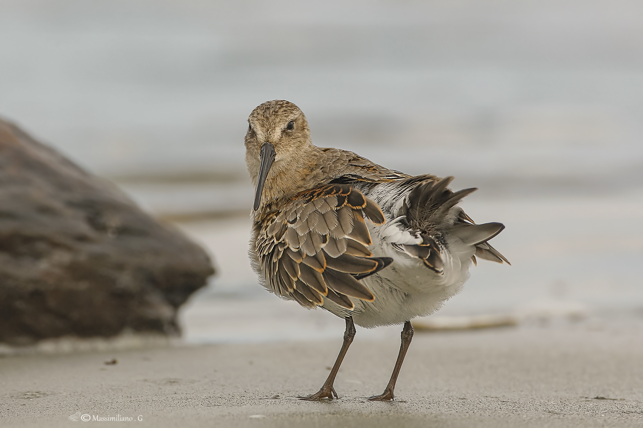 Piovanello pancianera