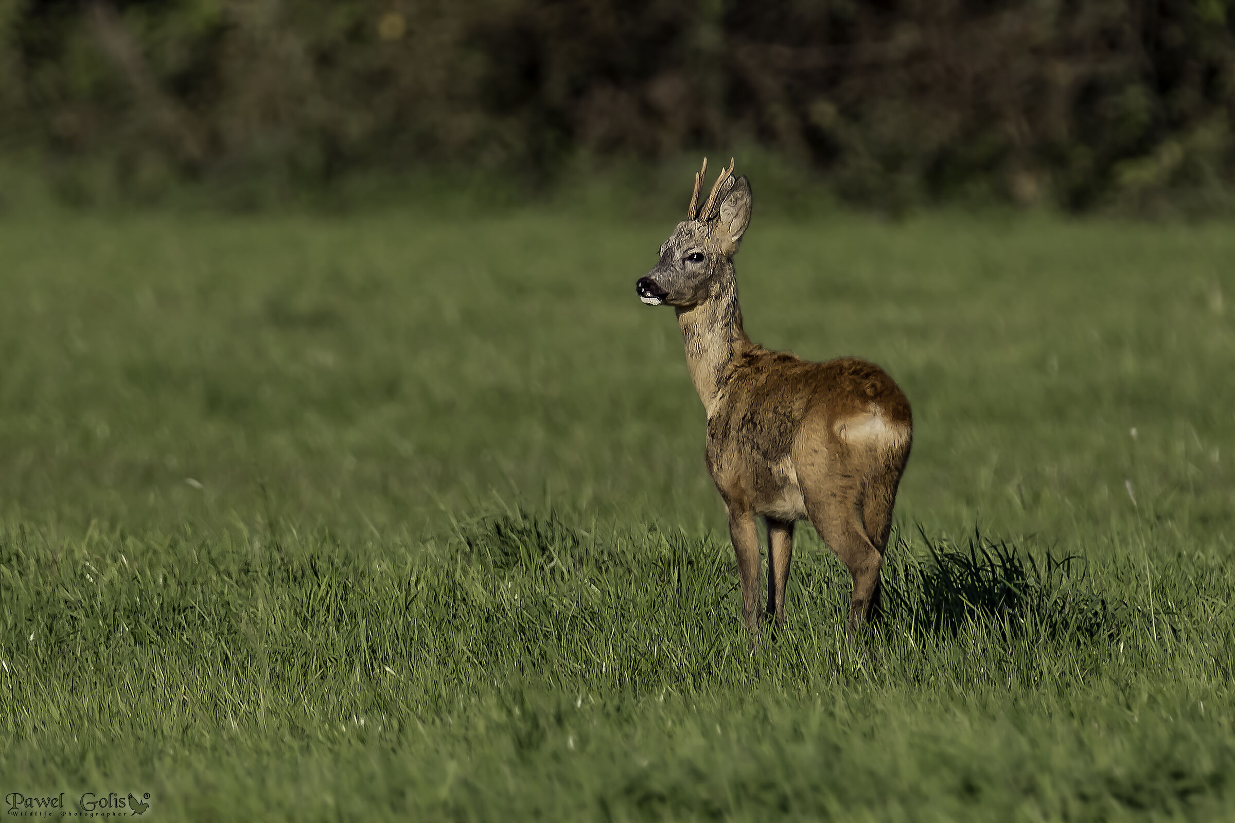Roe deer (Capreolus capreolus)