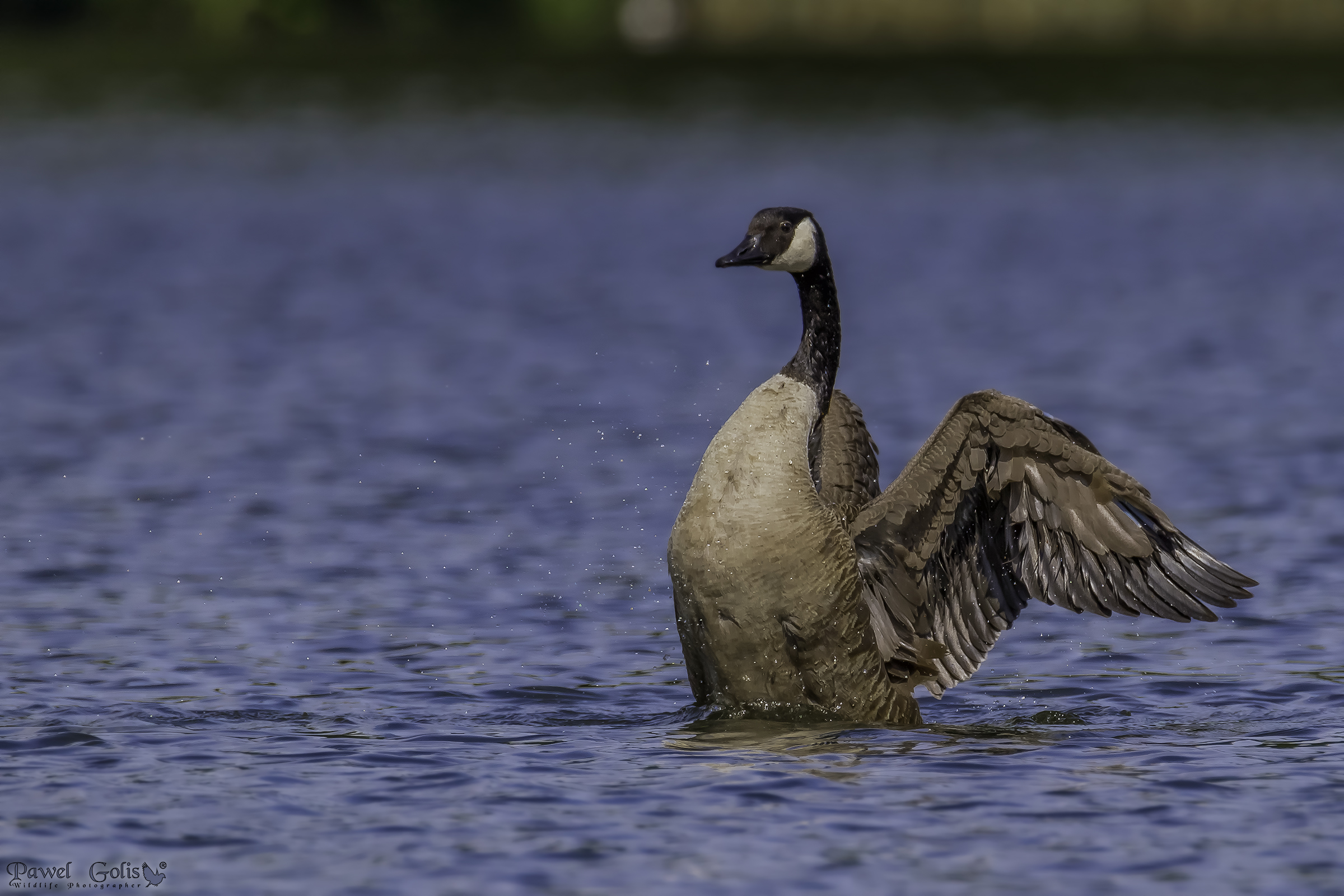 Canada goose (Branta canadensis)