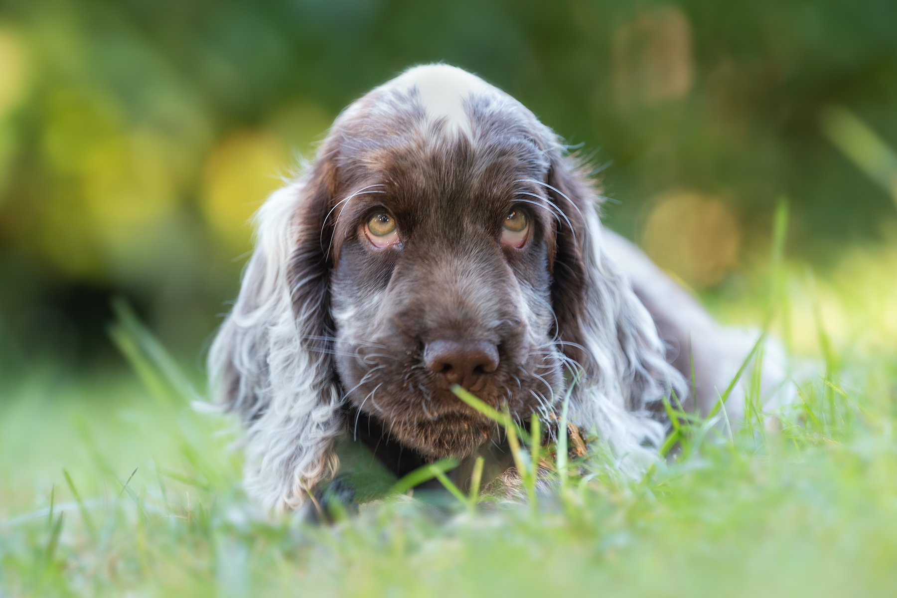 Arthur's languid eyes