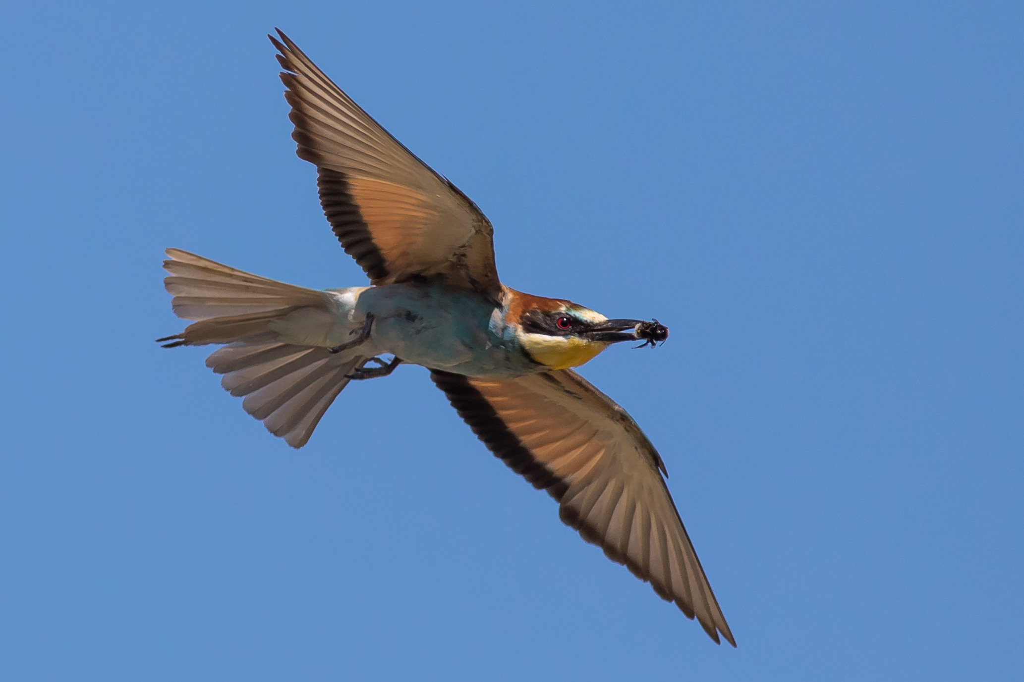 Flying grumps with prey