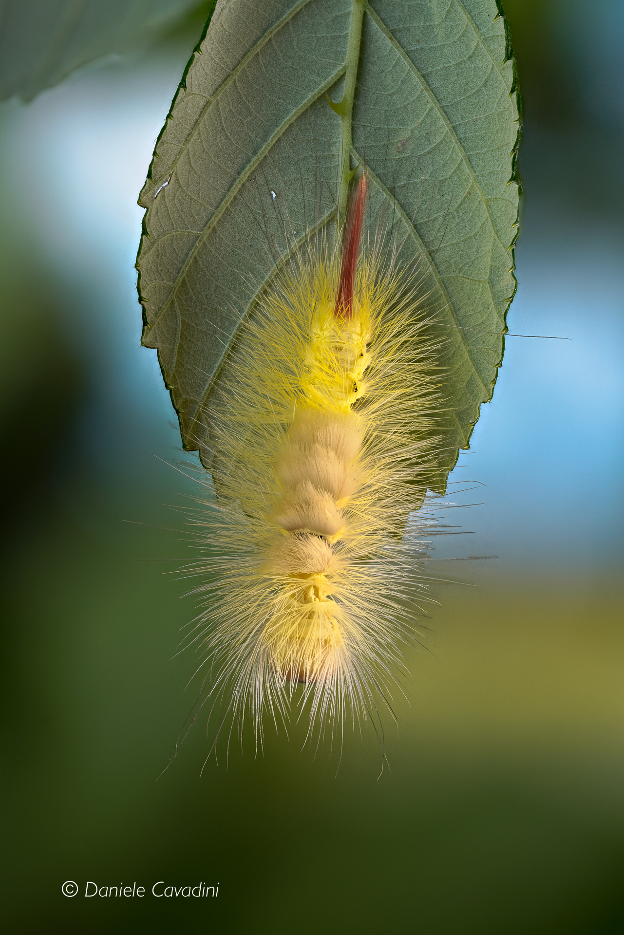 Bruco di Calliteara pudibunda