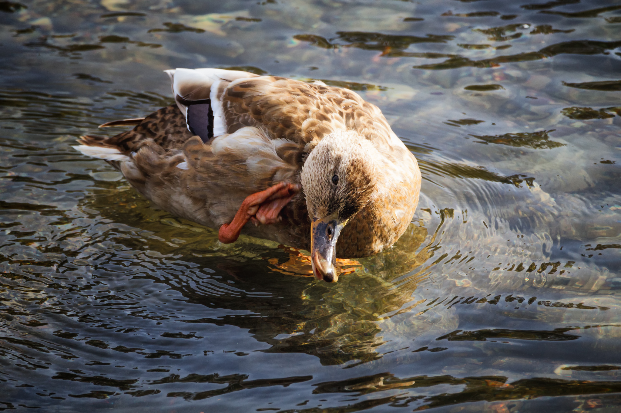Germano reale femmina