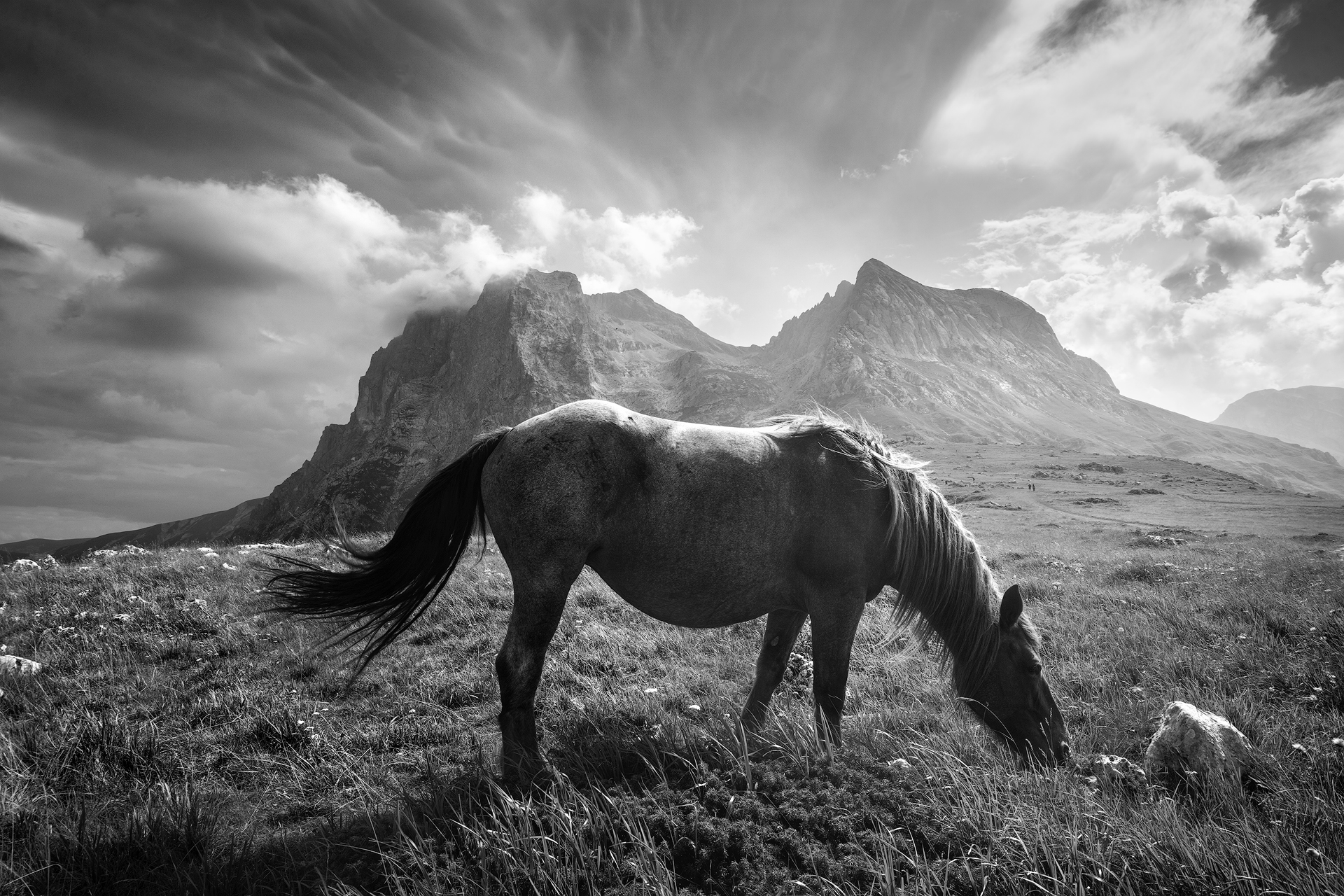 Wild Horse
