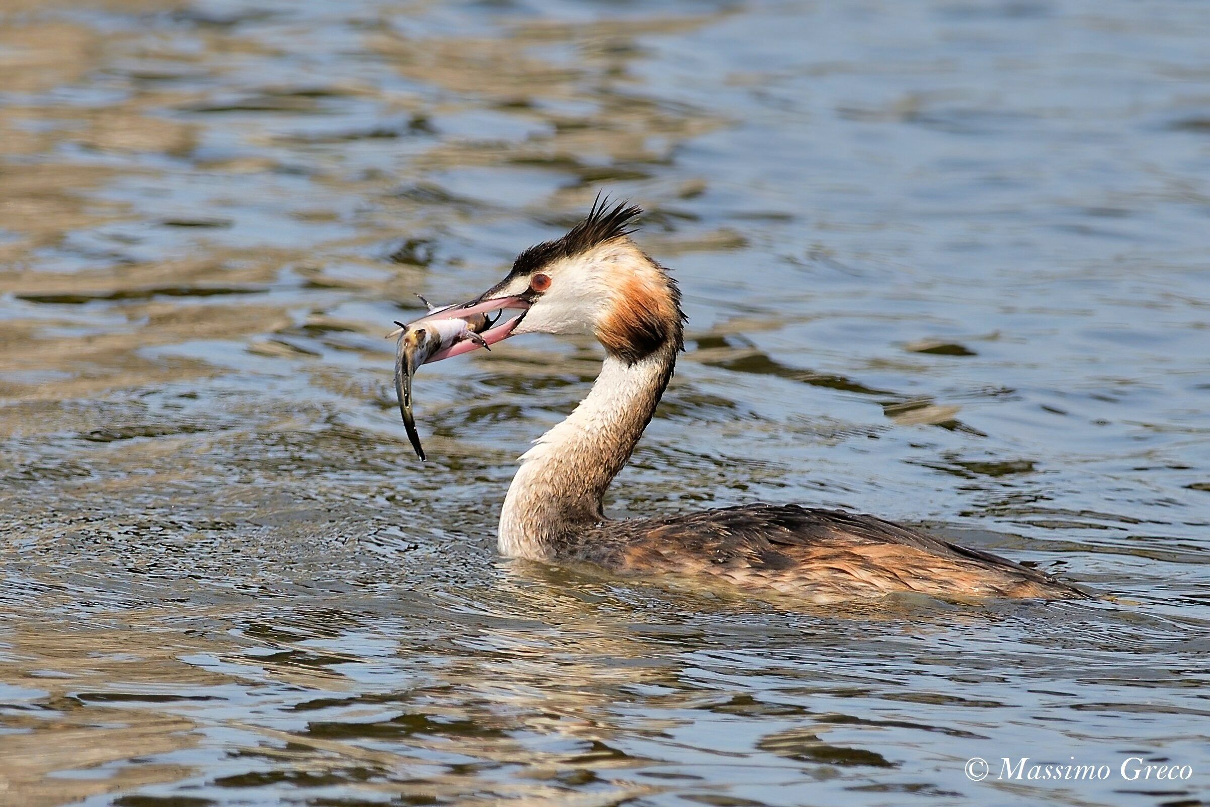 Svasso maggiore con preda