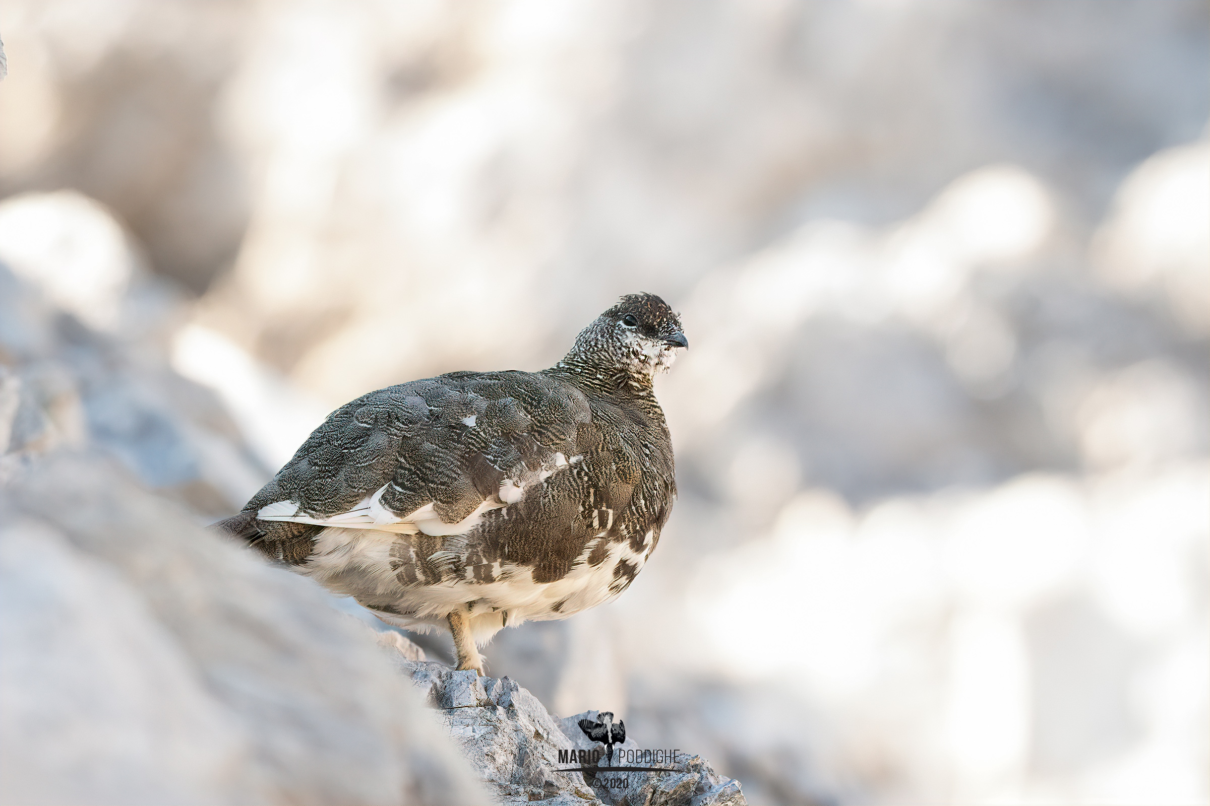 A 3000 metri d'altitudine tra l'ovatta