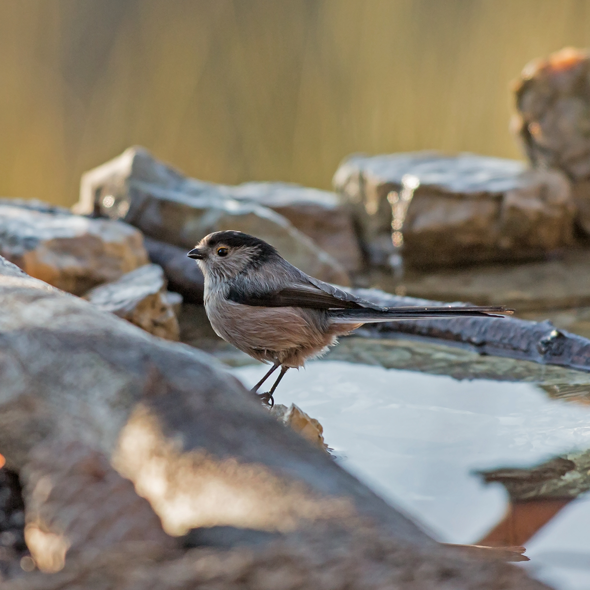 Codibugnolo - Aegithalos caudatus