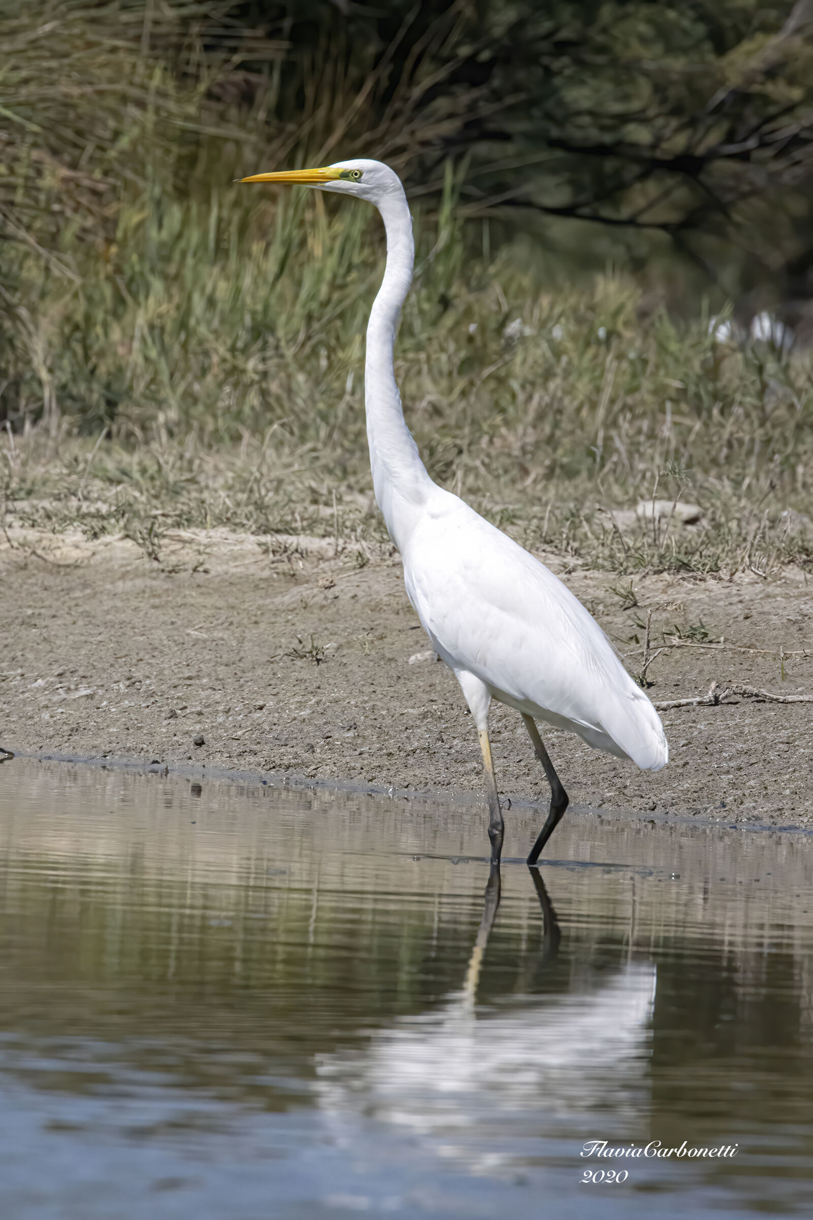 CHM LIPU Host - Greater White Heron (Ardea Alba)