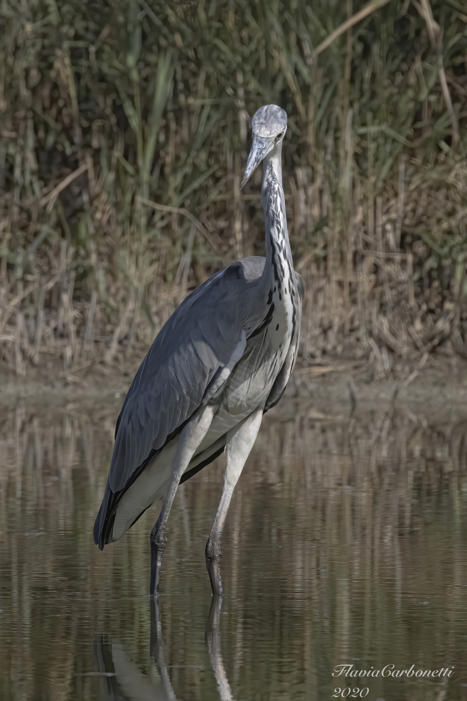 CHM LIPU Host - Ash heron (Ardea Cinerea)