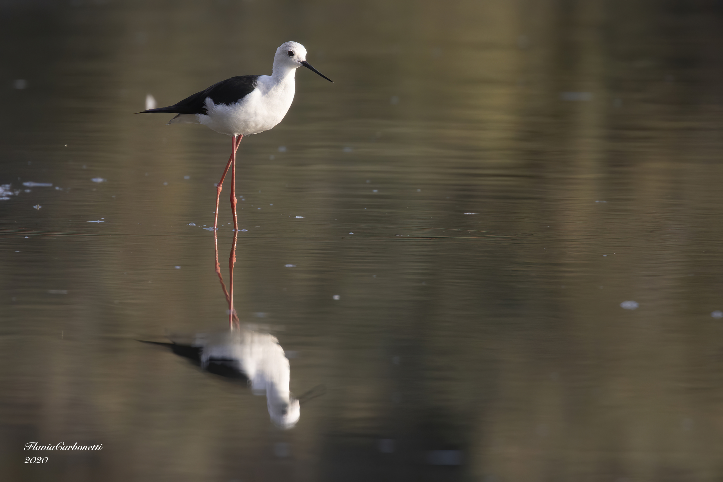 CHM LIPU Ostia - Knight of Italy