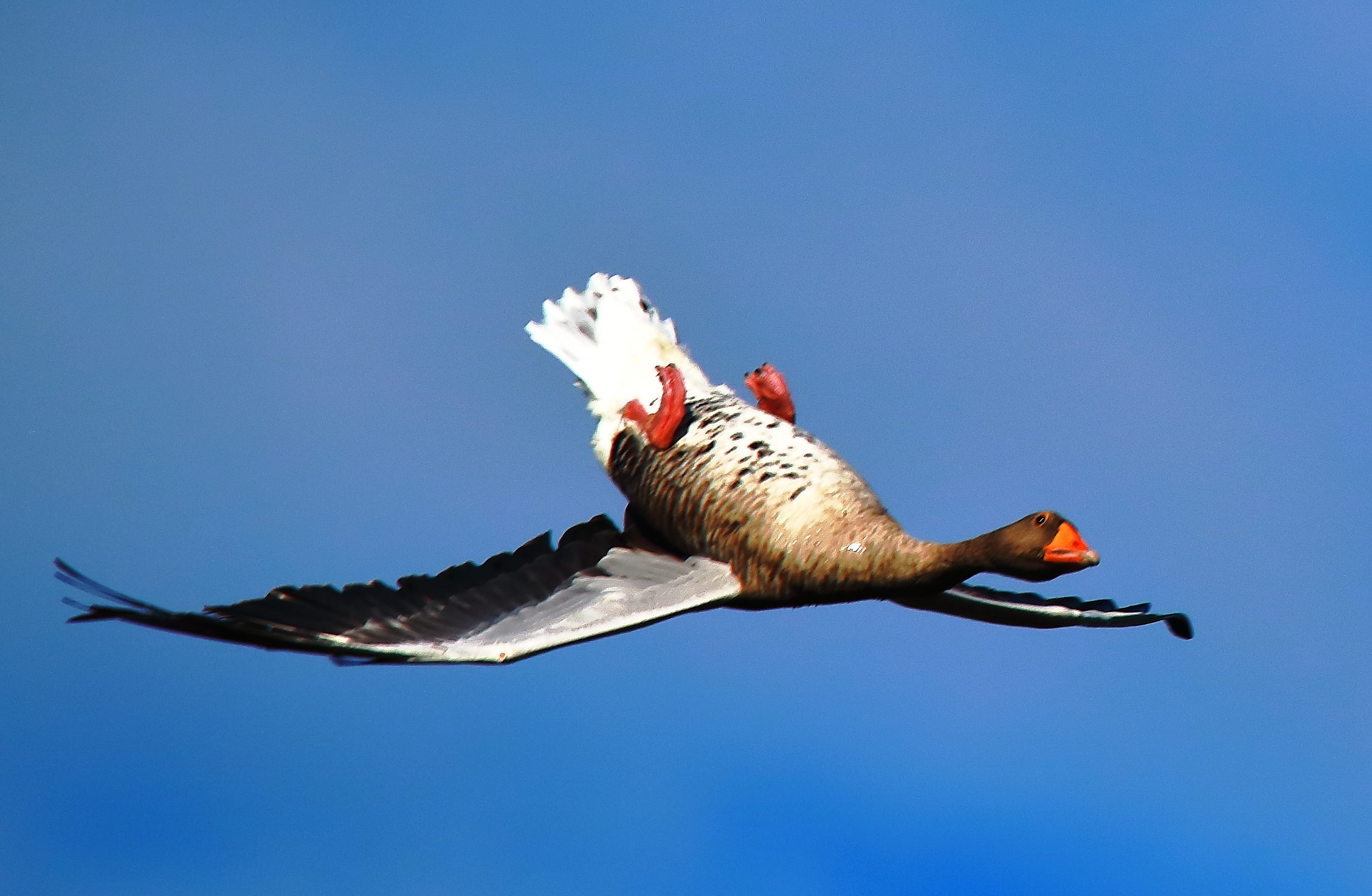 ...modello alabassa...