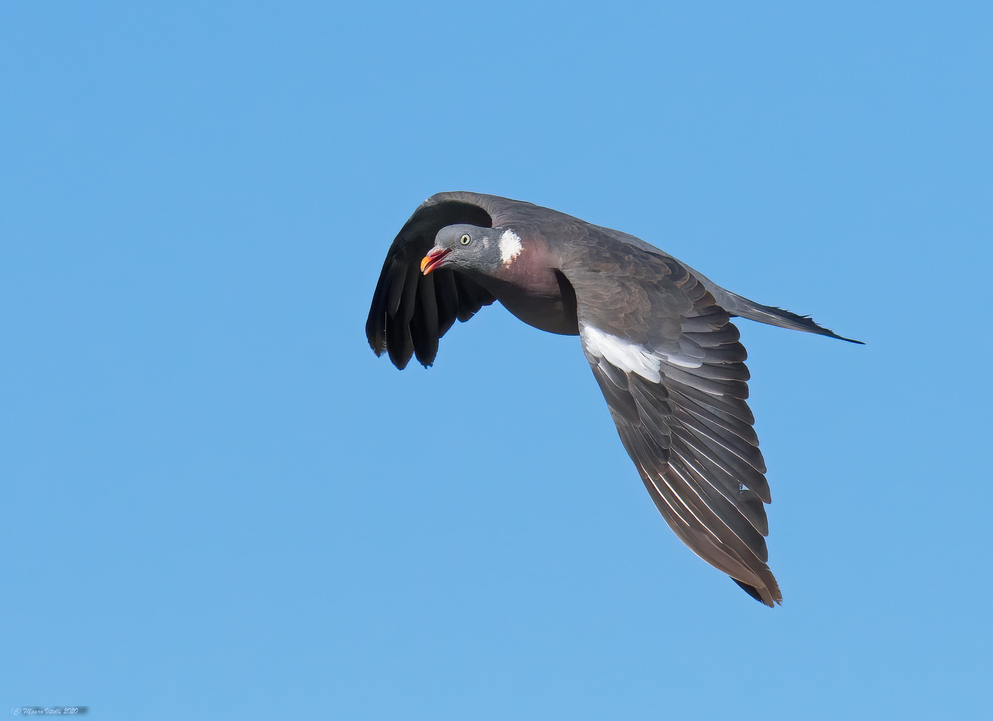 Dove (Columba palumbus)