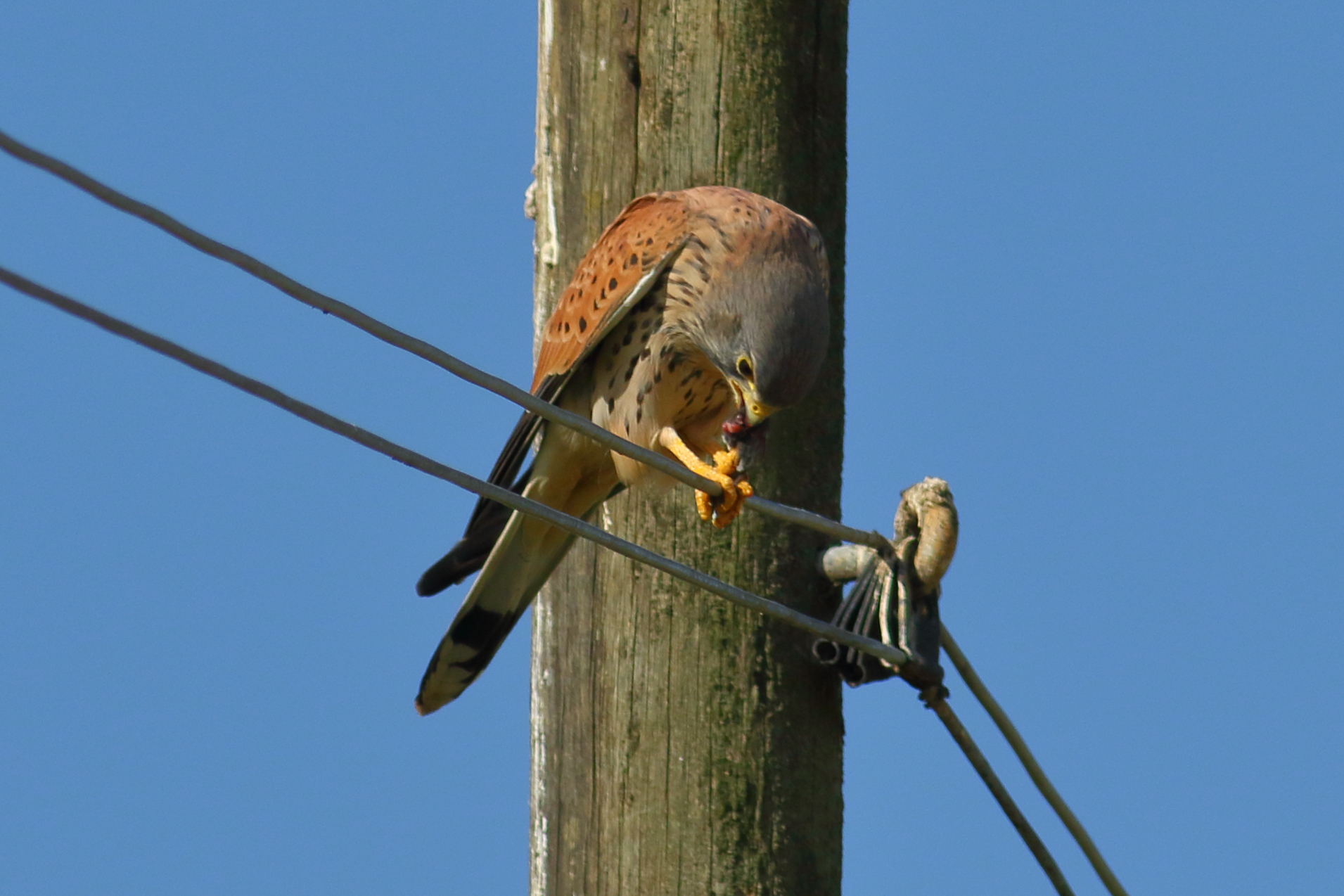 predazione del gheppio