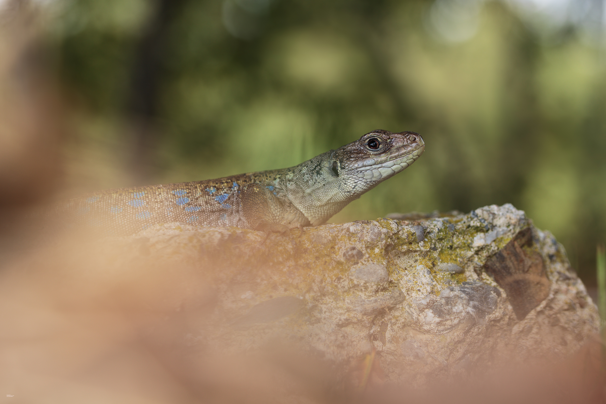 Lucertola ocellata, Liguria occidentale