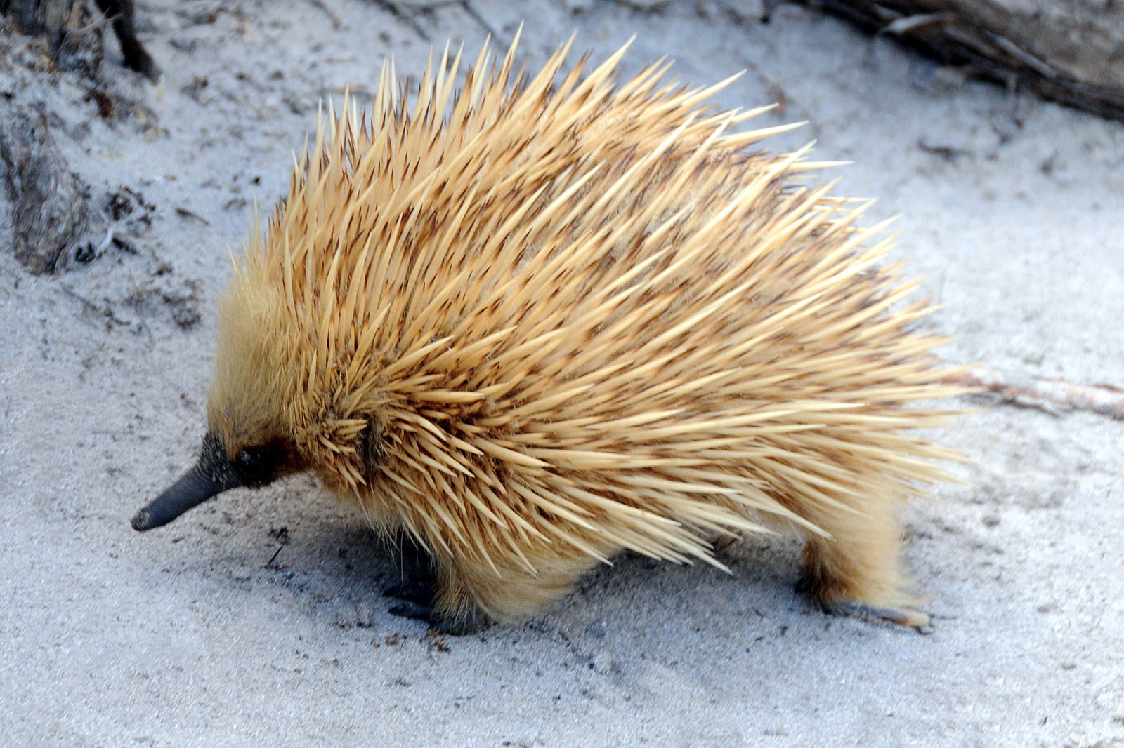 Kangaroo Island  Echidnas