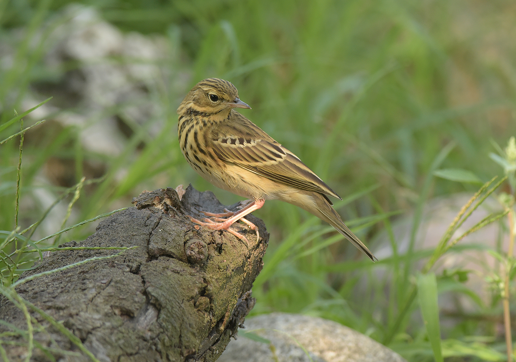 il prispolone in migrazione