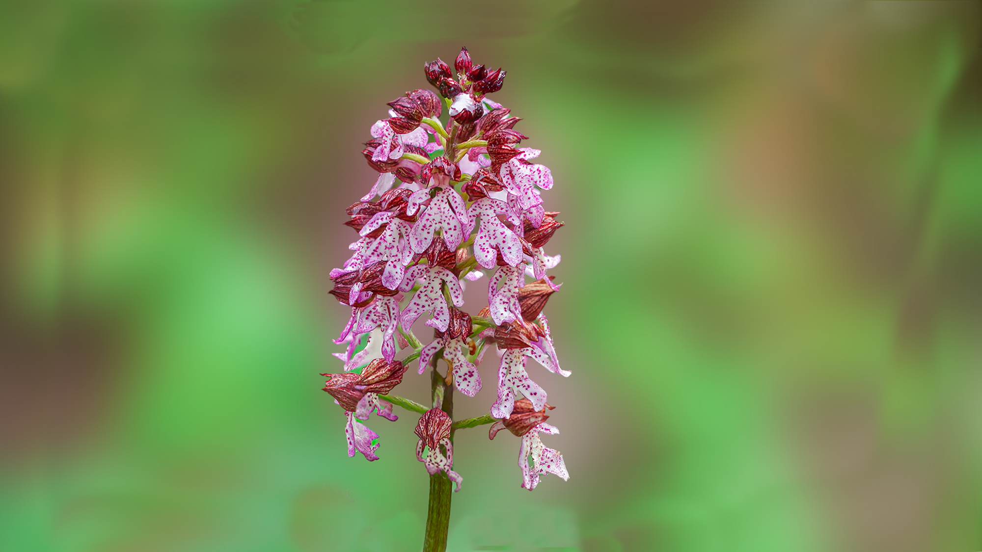 Orchidea Selvatica