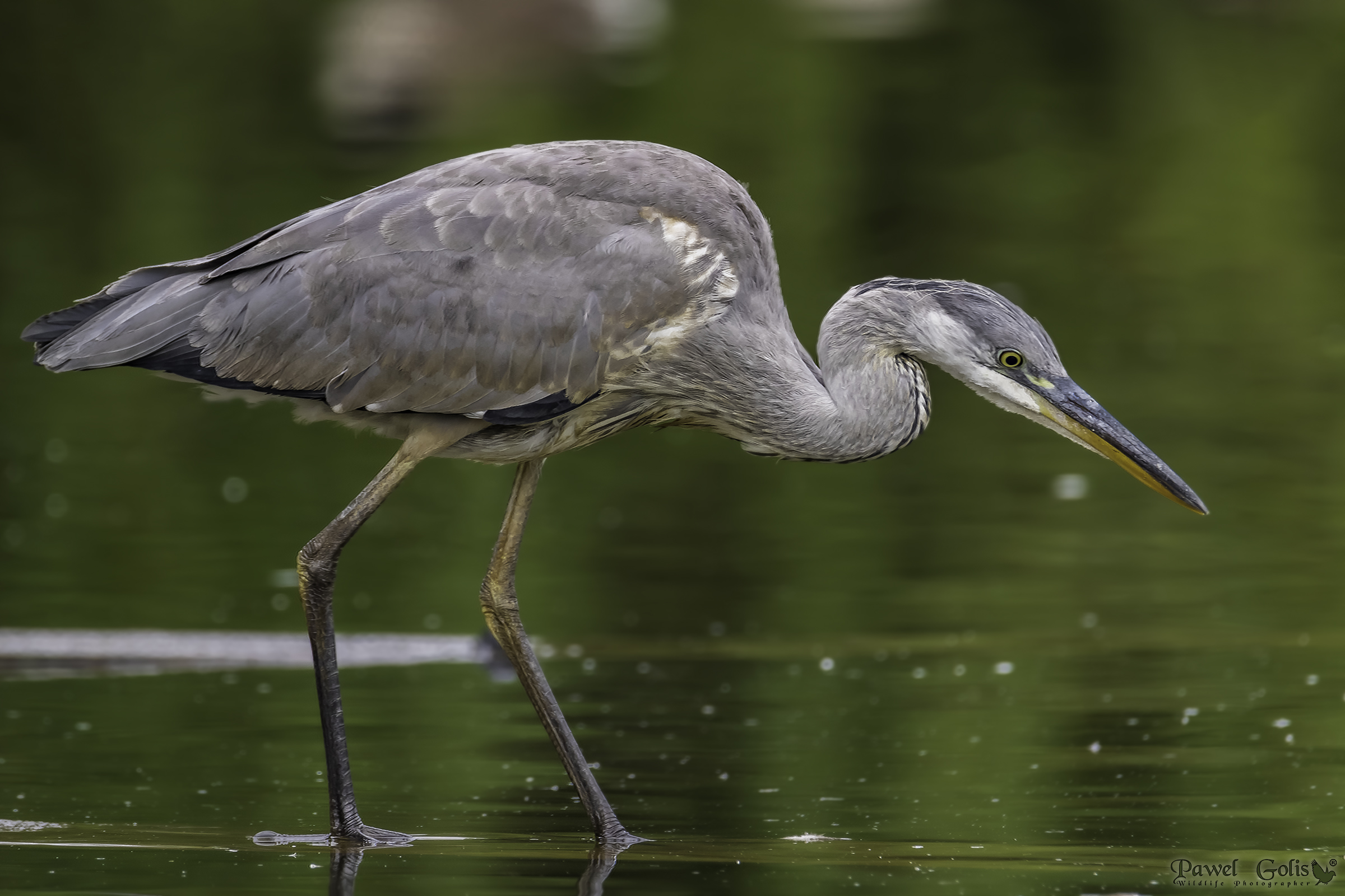 Heron grigio (Ardea cinerea)