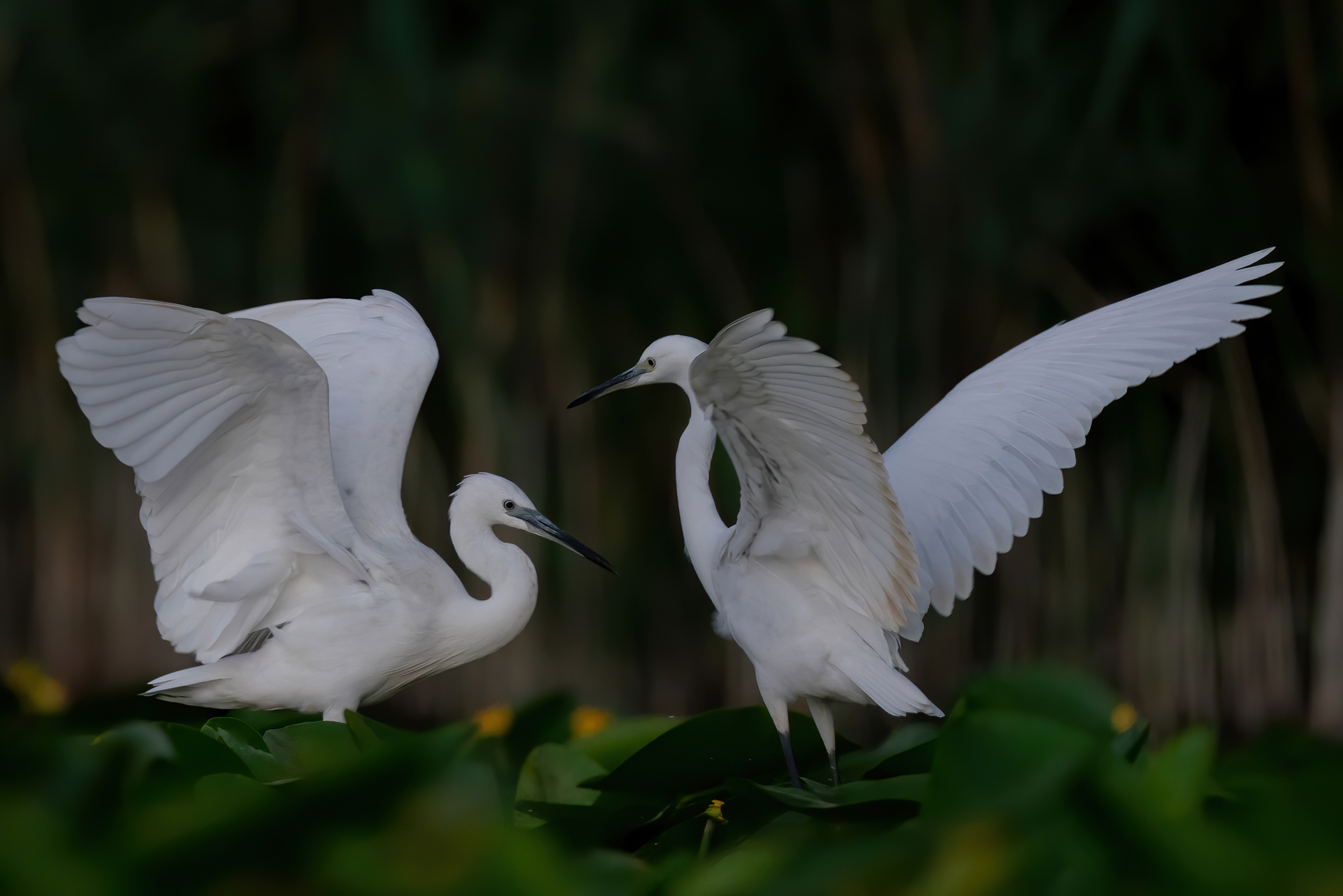 Prima dell'alba...dialoghi