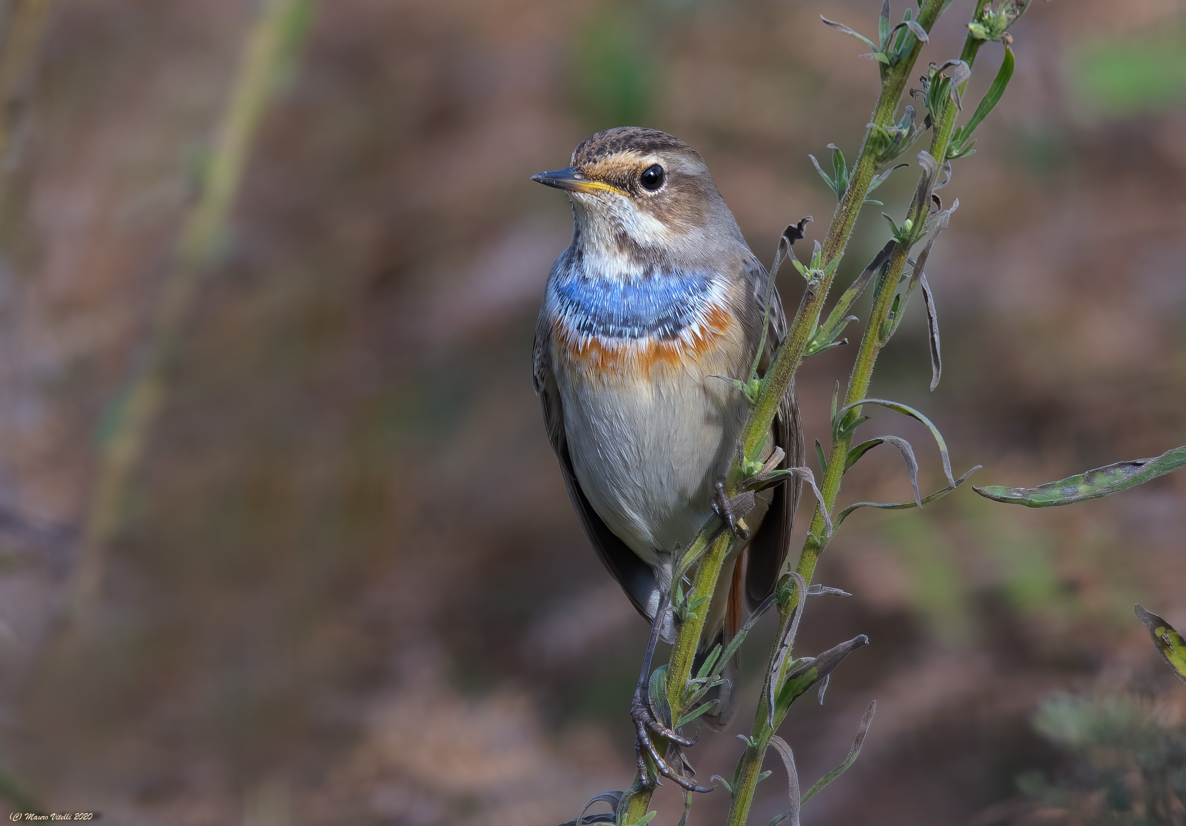 Pettazzurro (Luscinia Svecica)