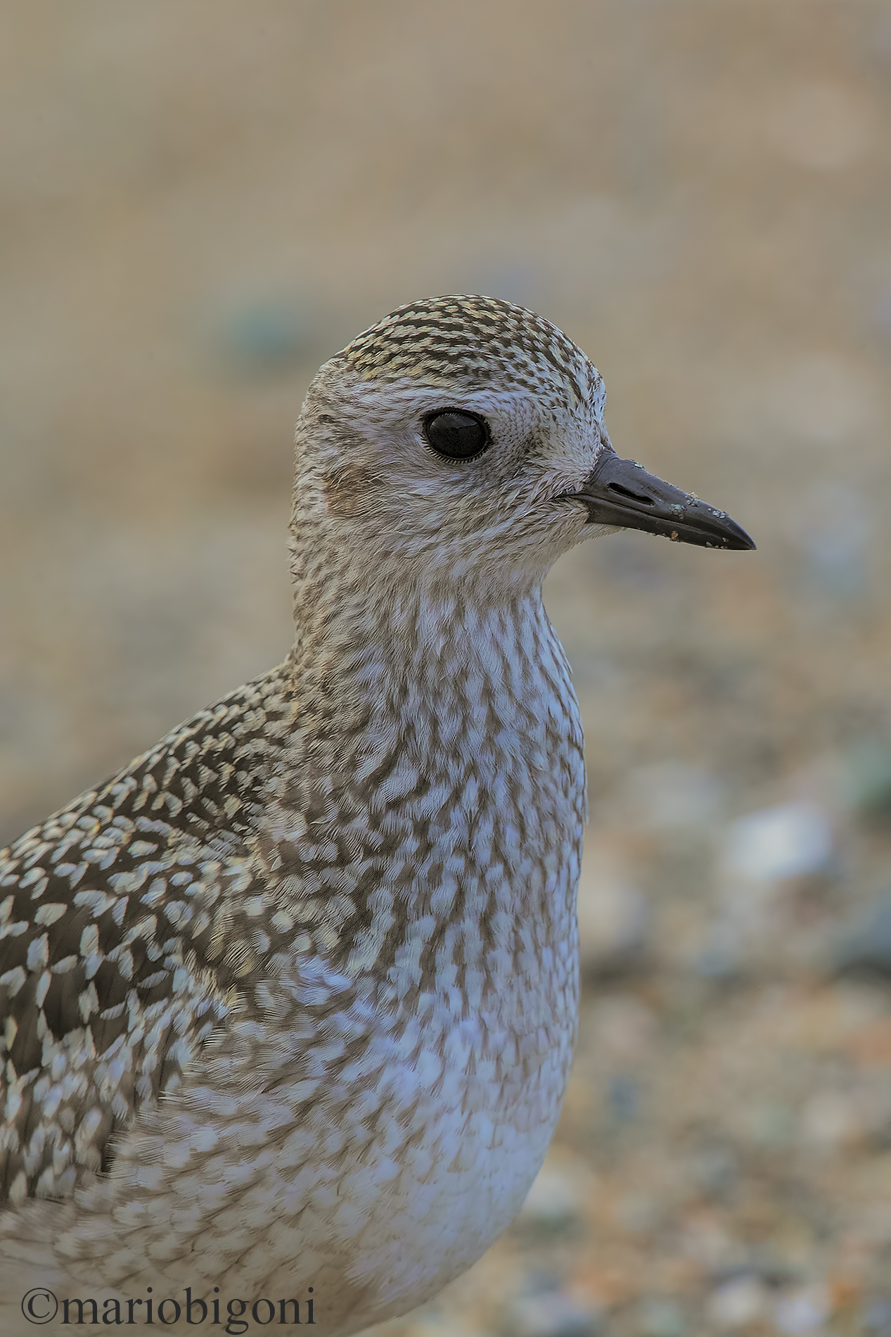 Pivieressa