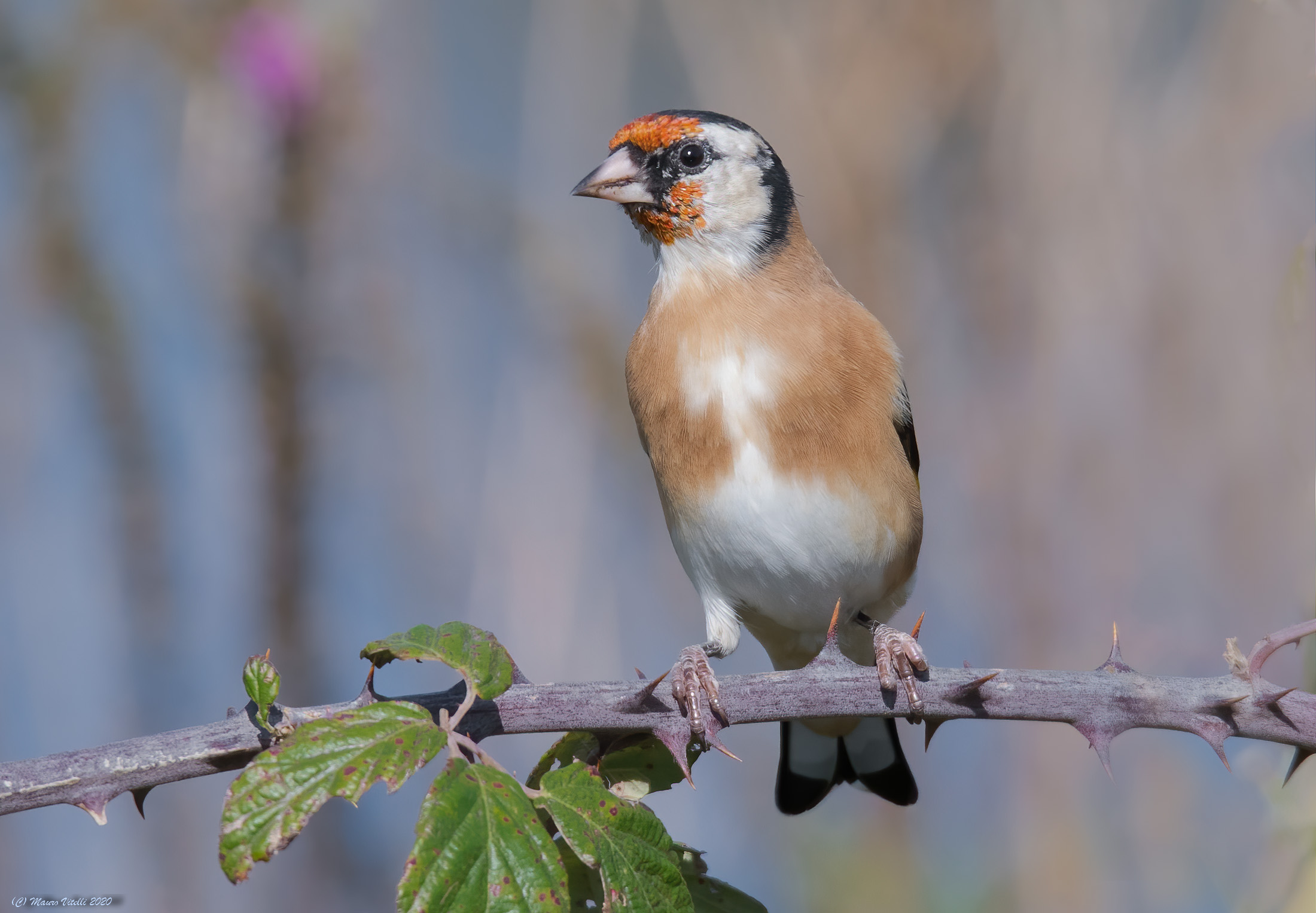 Cardellino (Carduelis carduelis)