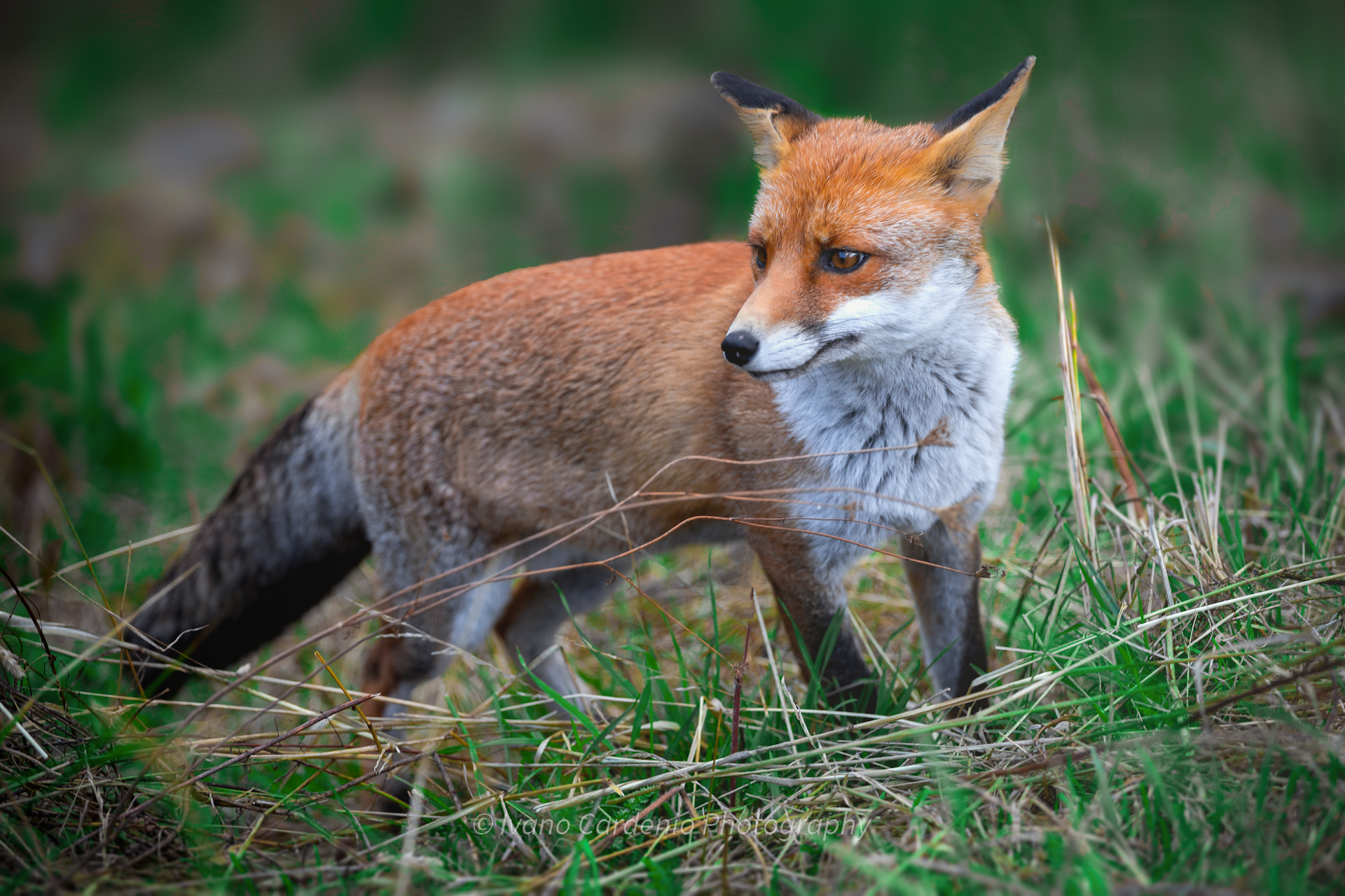 Red Fox