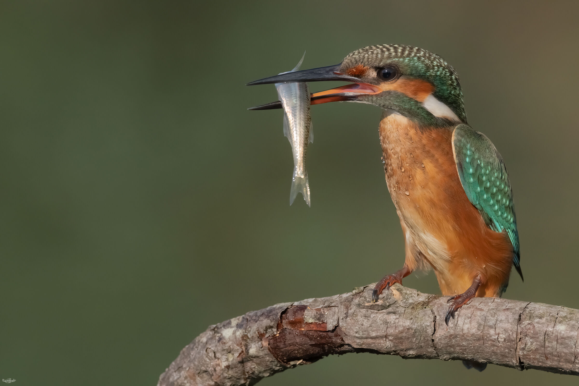 Kingfisher
