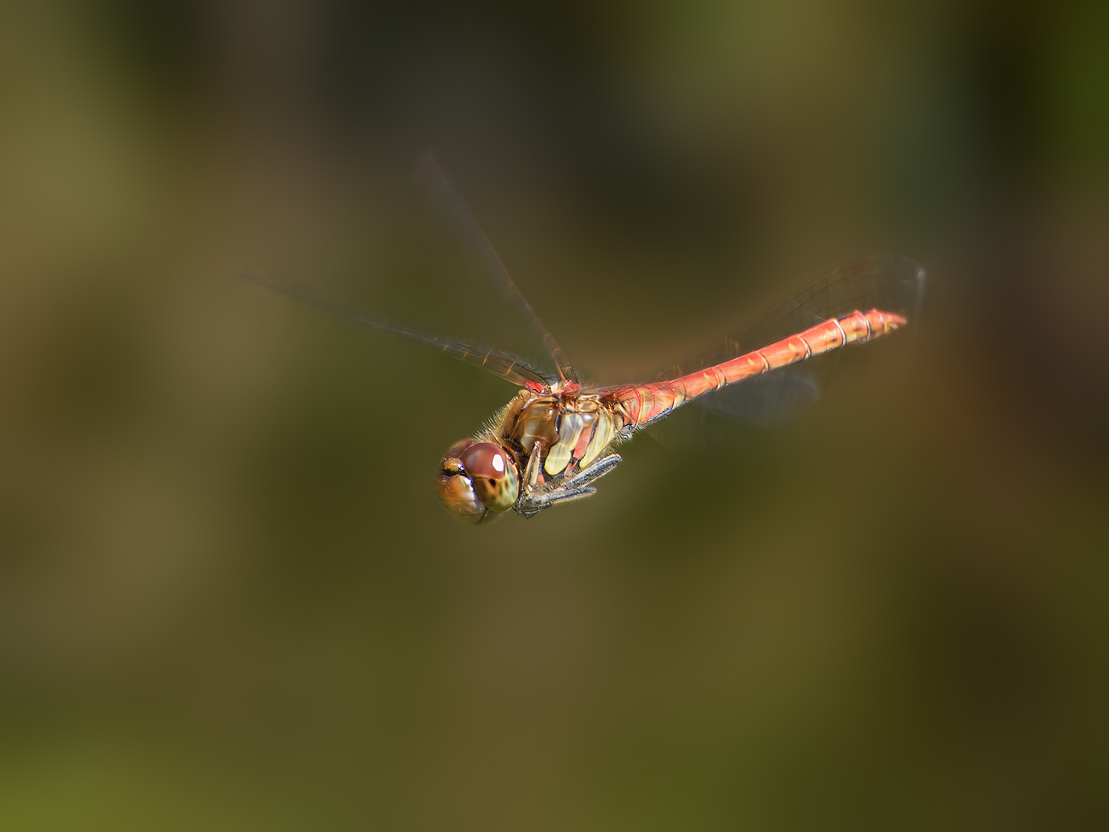 dragonfly in flight.