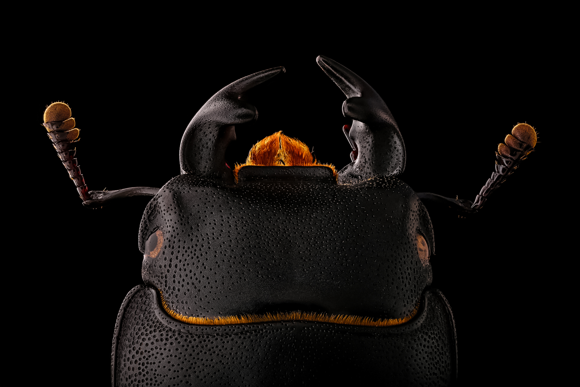 Dorcus parallelipipedus