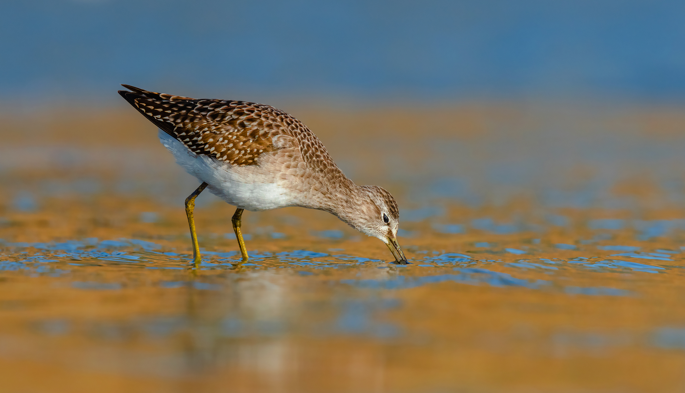 sandpiper legno