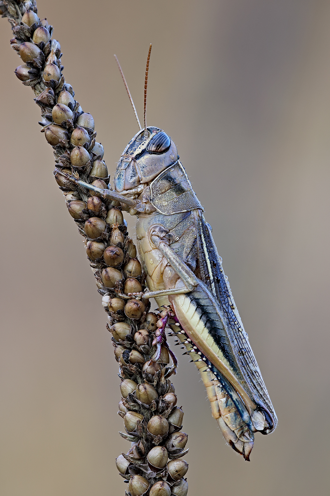 Eyprepocnemis plorans