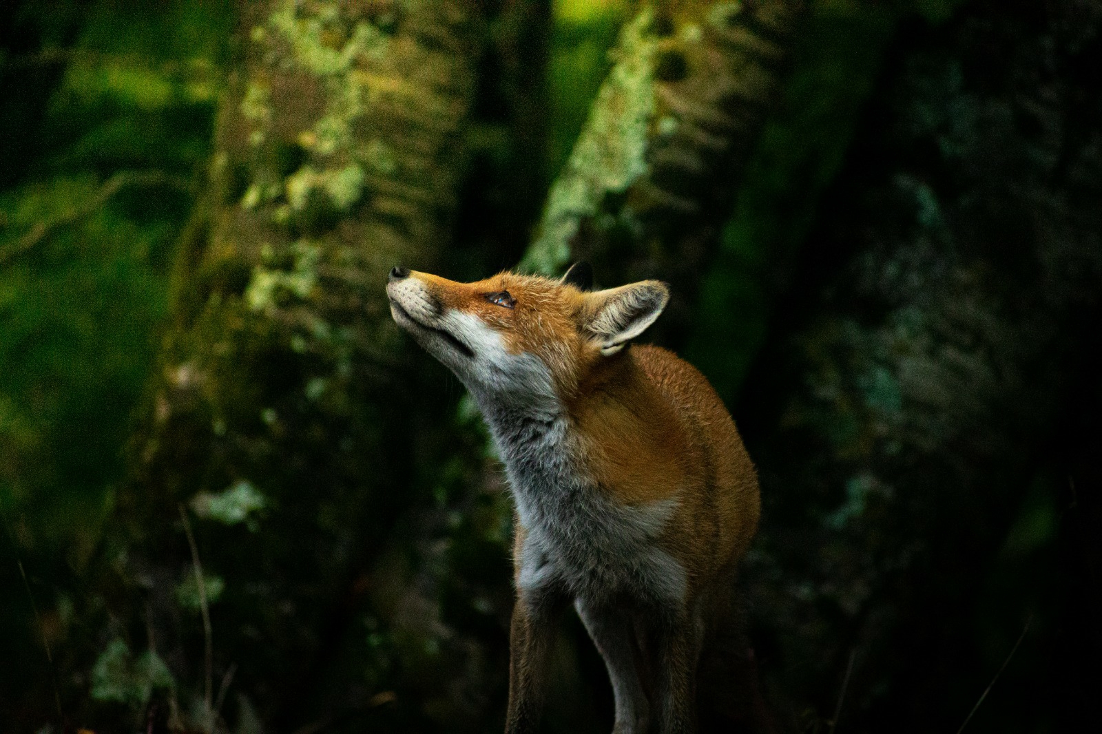 Fox at dusk