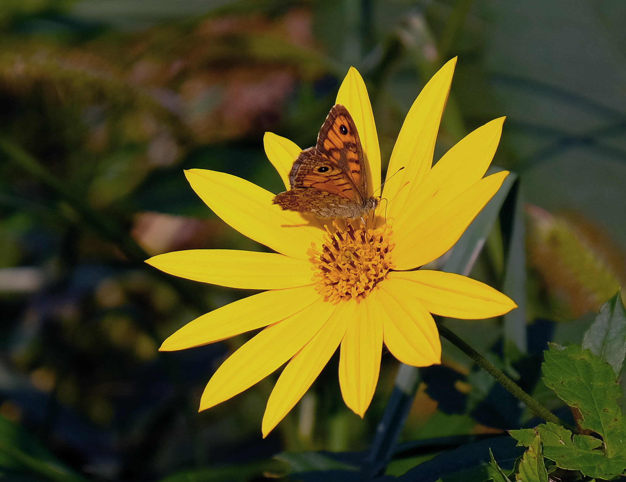 Lasiommata Megera su fiore di Topinambur